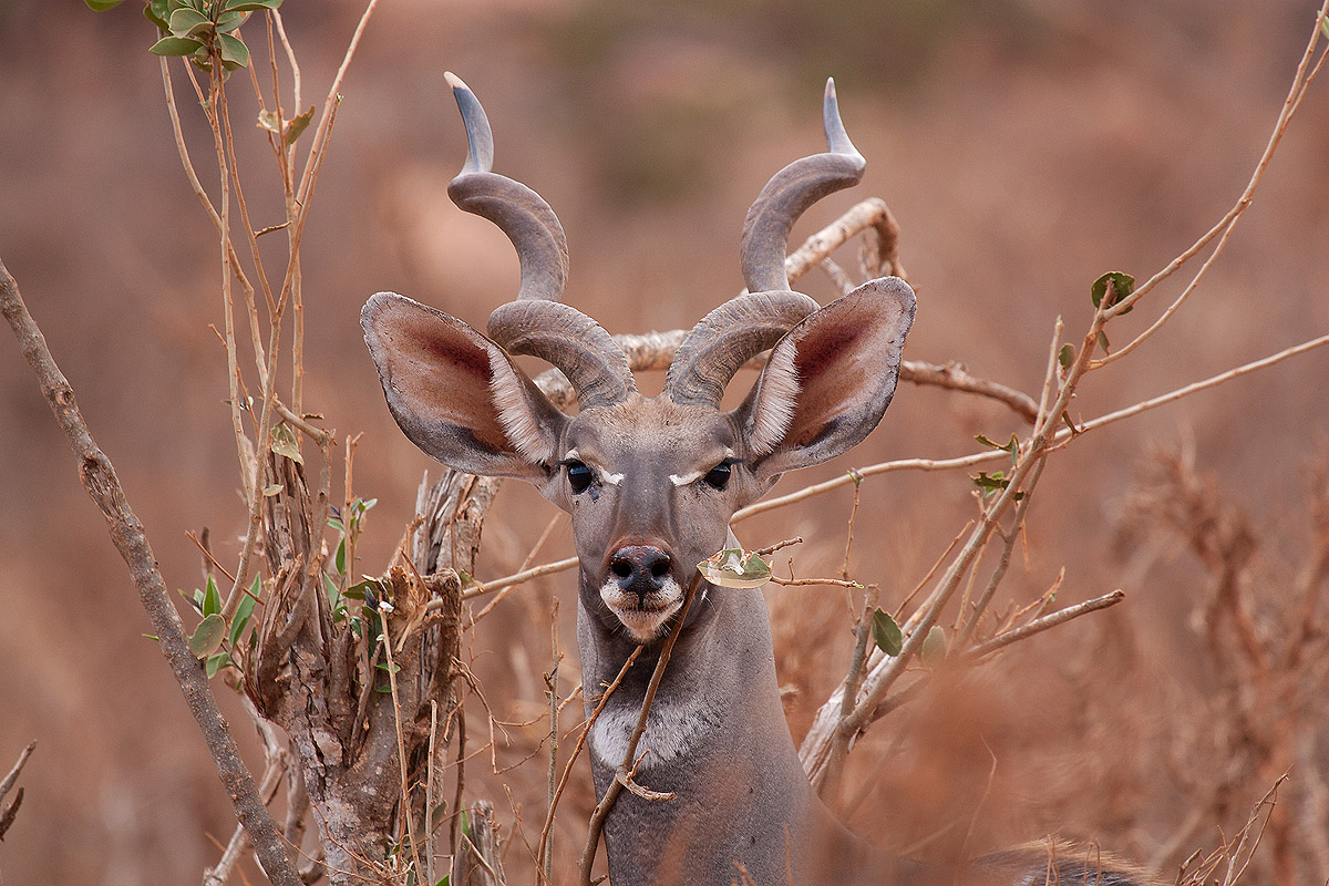 Kudu minore
