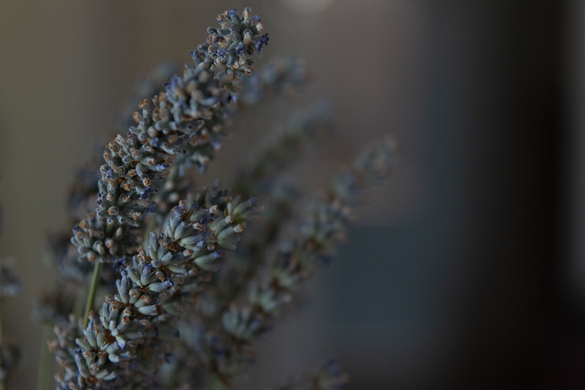 The scent of lavender