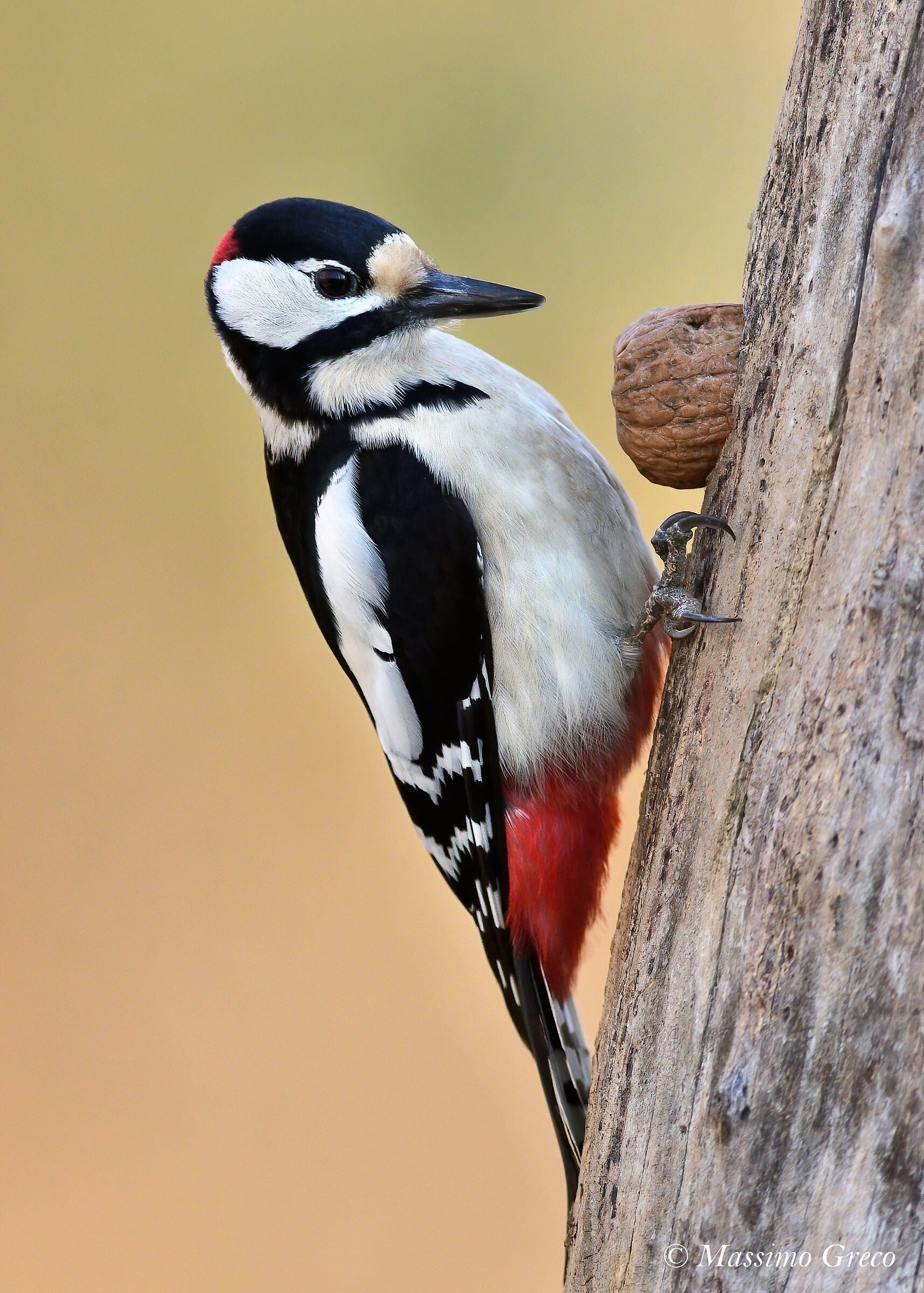 Greater red woodpecker - male