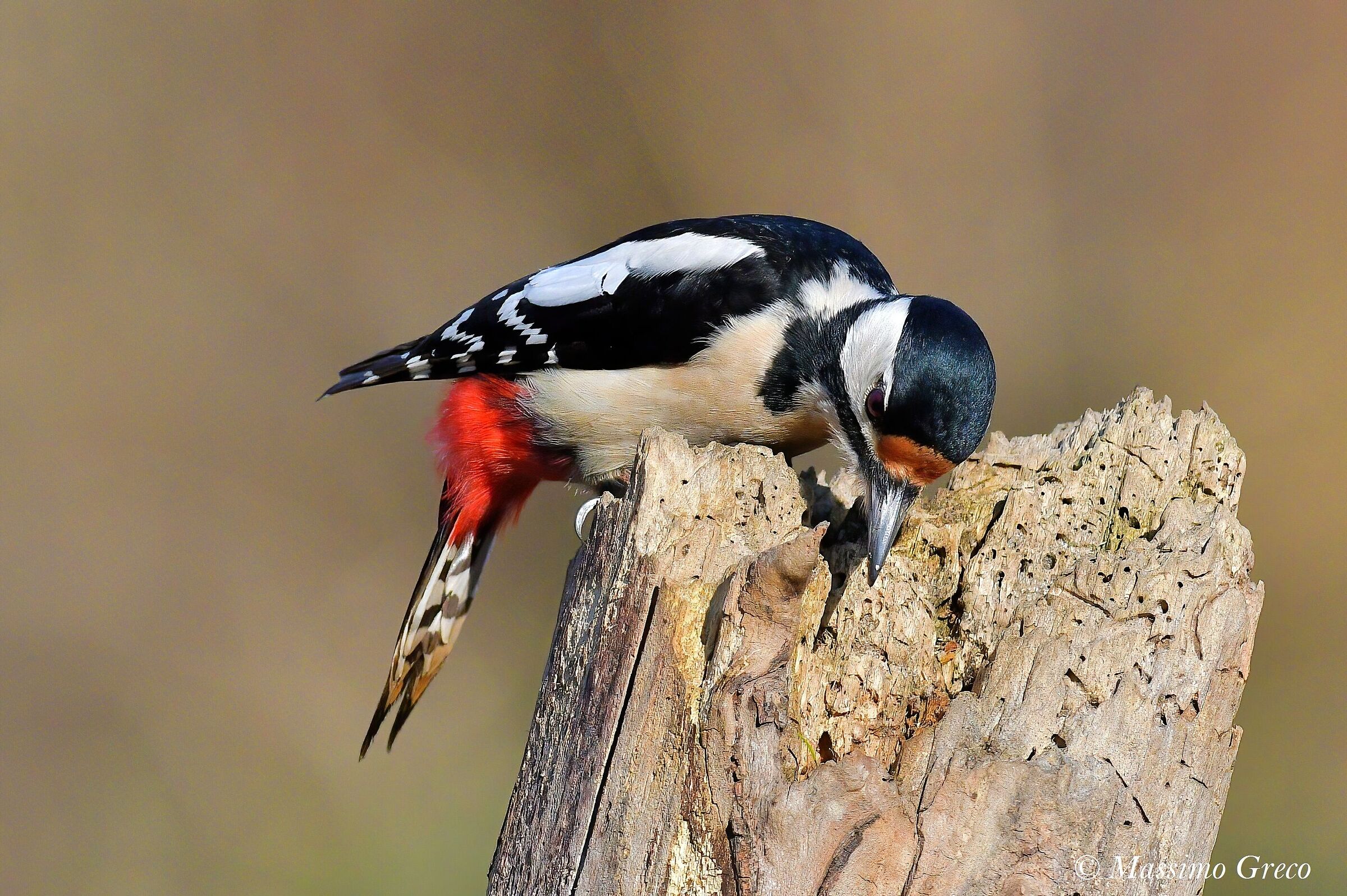 Picchio rosso maggiore (Dendrocopos major) - femmina
