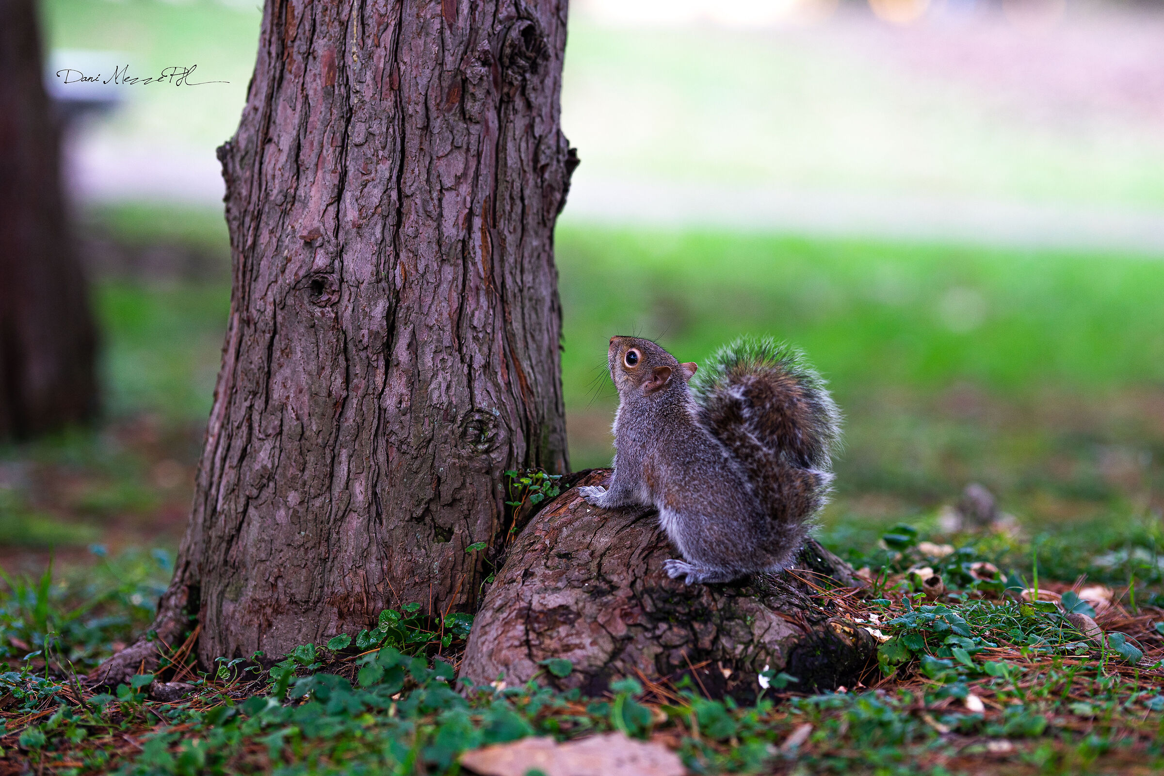 Squirrel looking for a refuge