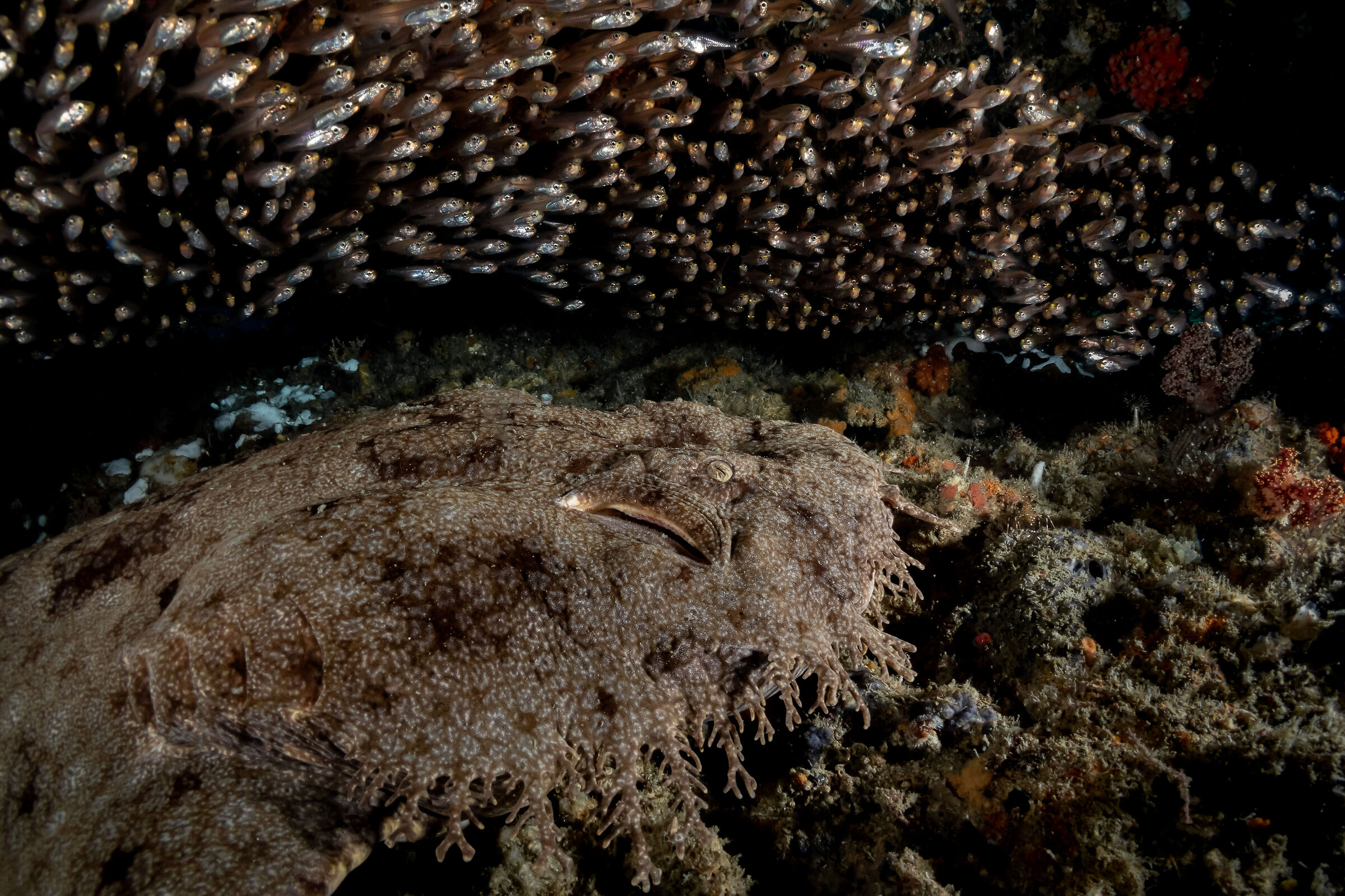 Wobbegong on the hunt