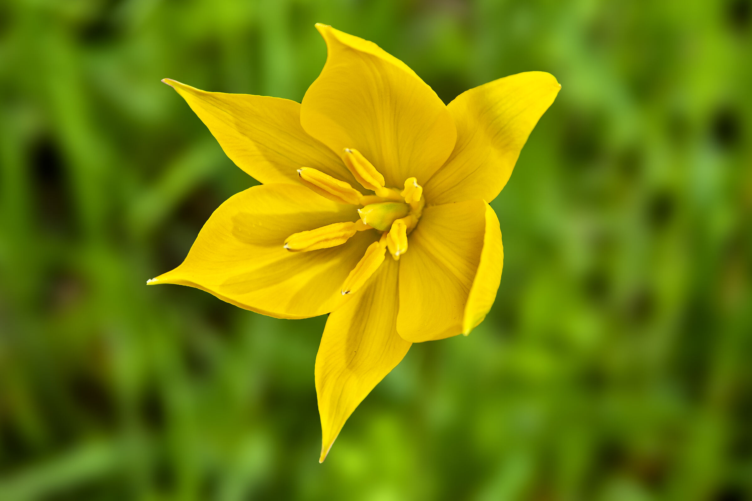 Tulip silvestris