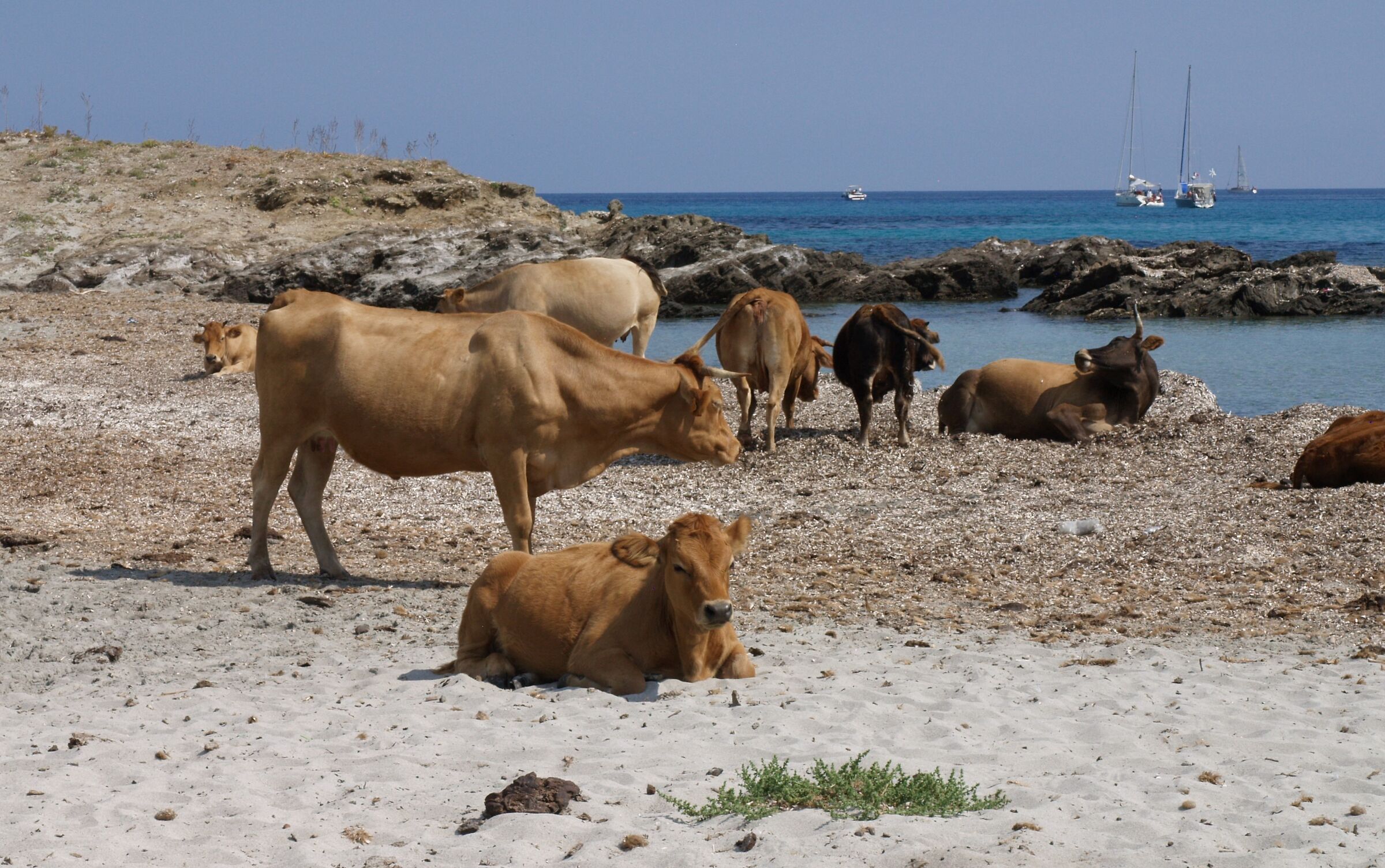 cape du corse - macinaggio - sentiero dei doganieri