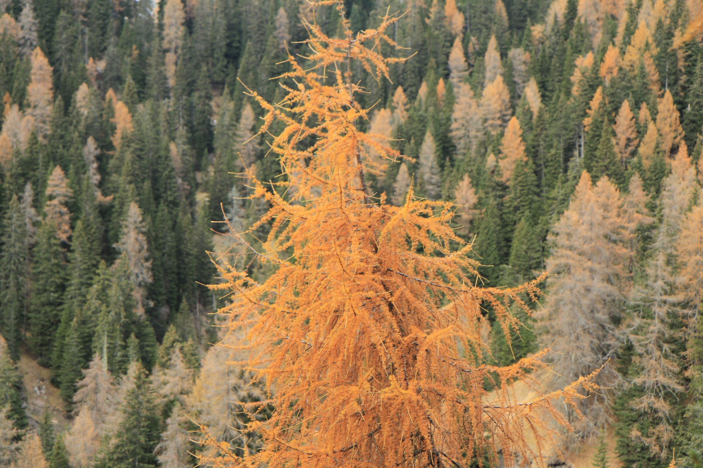 Larch in autumn