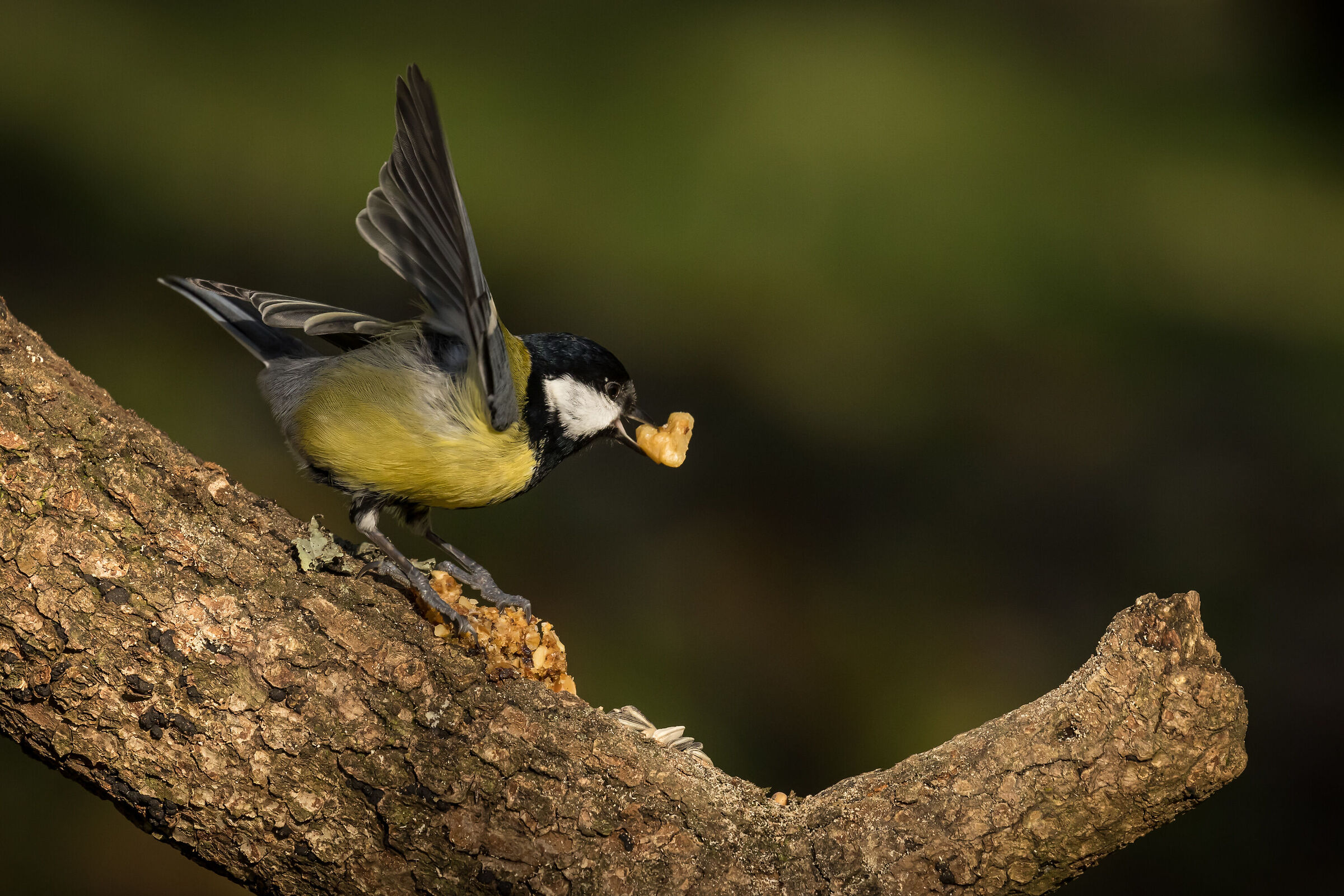 Cinciallegra and walnut