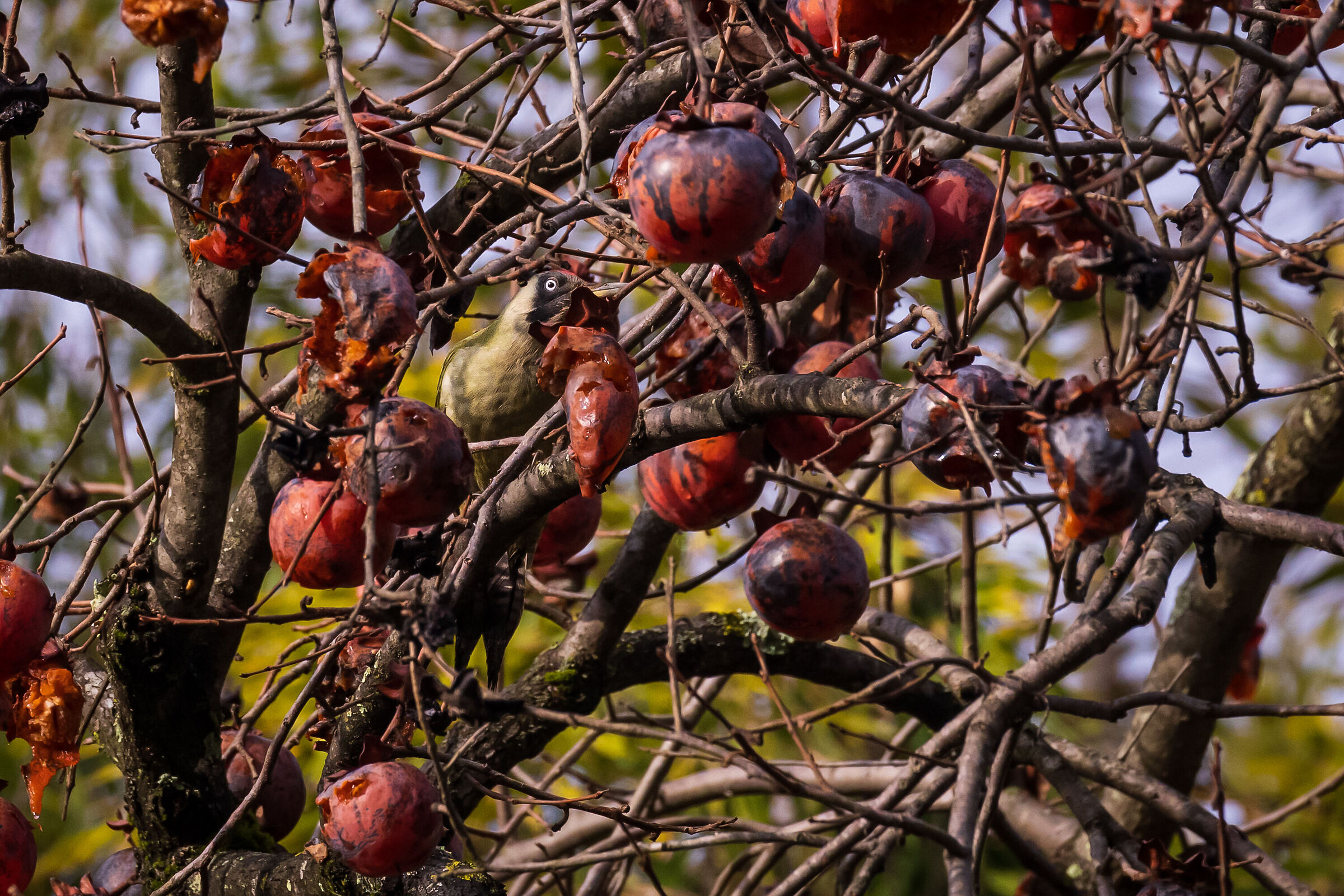 Woodpecker and Persimmon