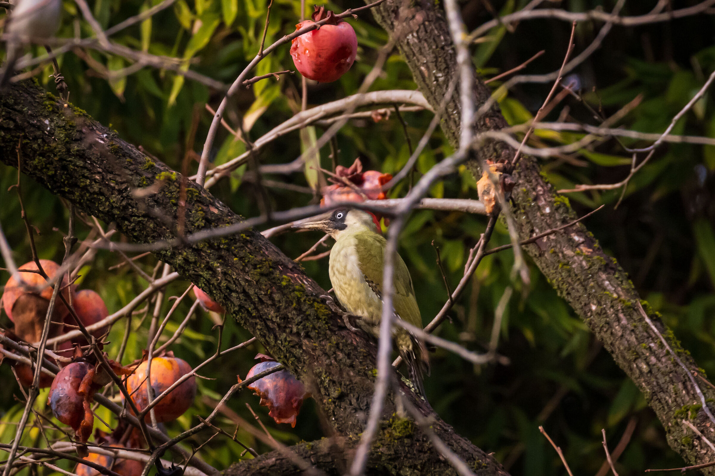 Woodpecker and Persimmon