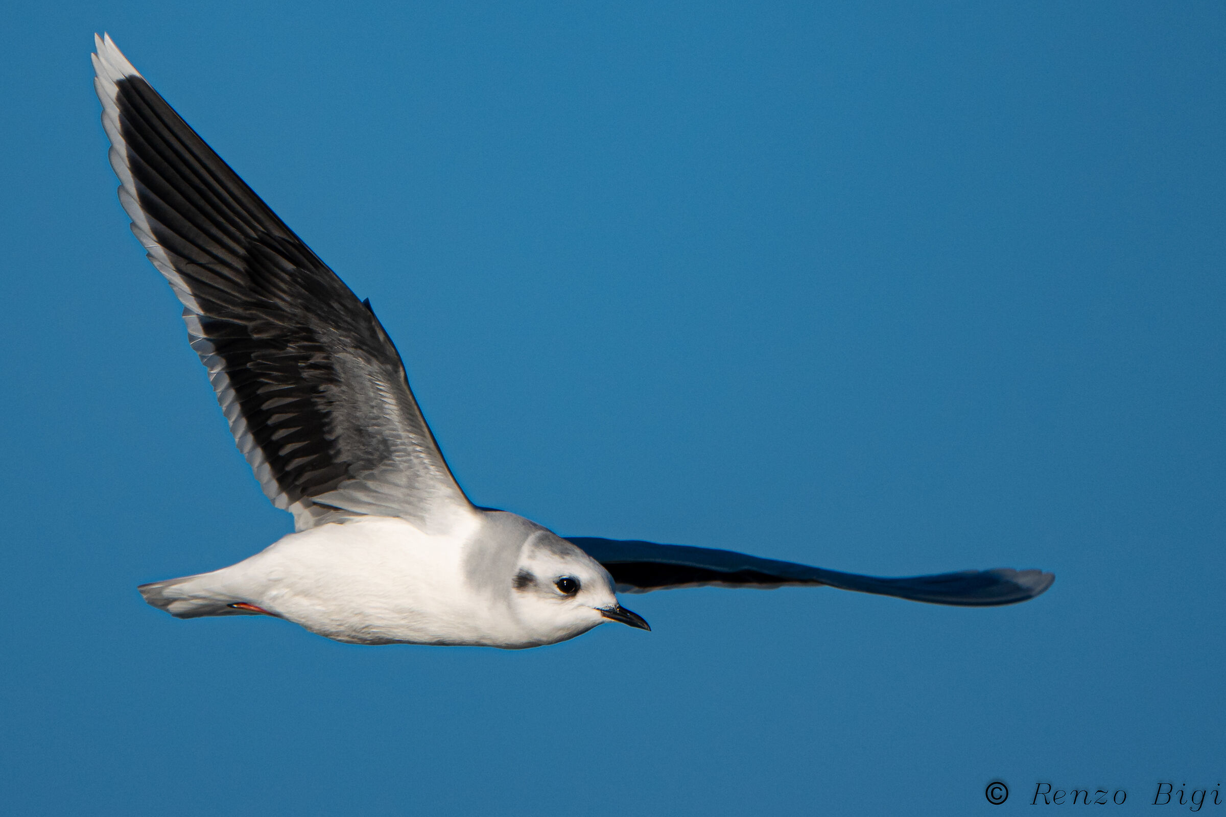 Gabbianello - Wikipedia