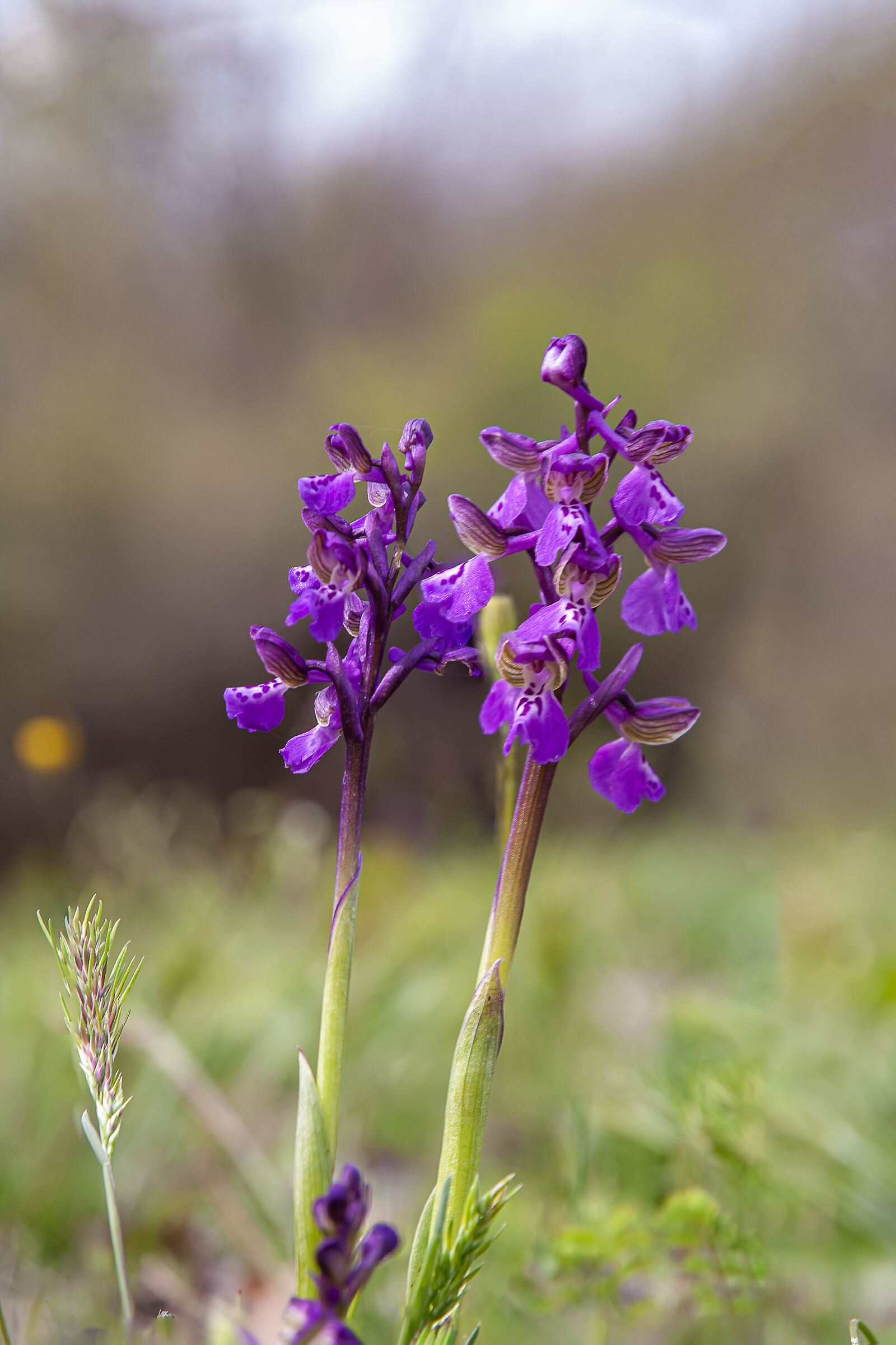 Anacamptis morio
