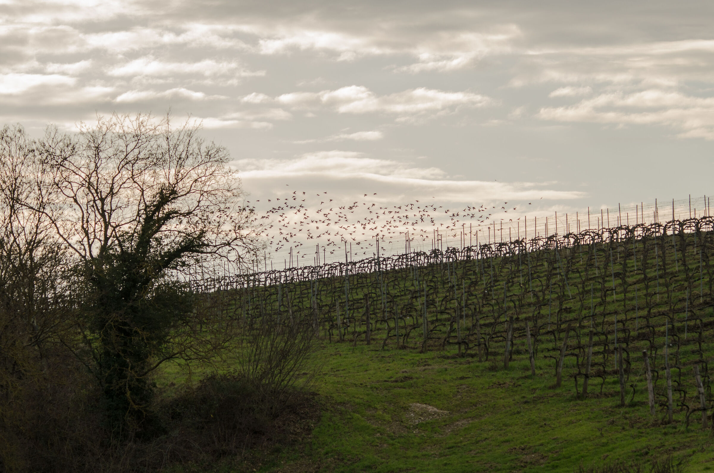 landscape with flock of starlings