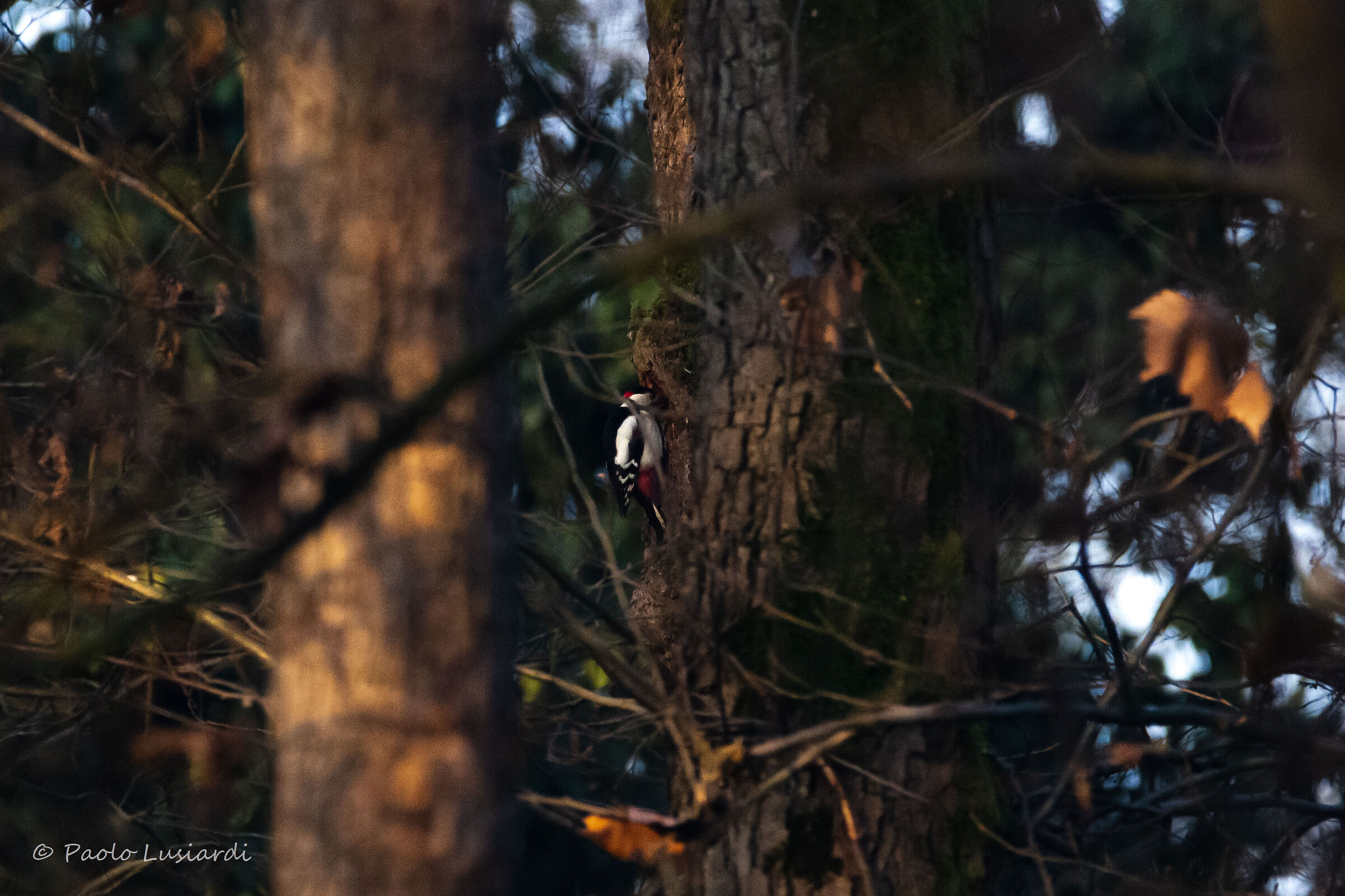 Red woodpecker