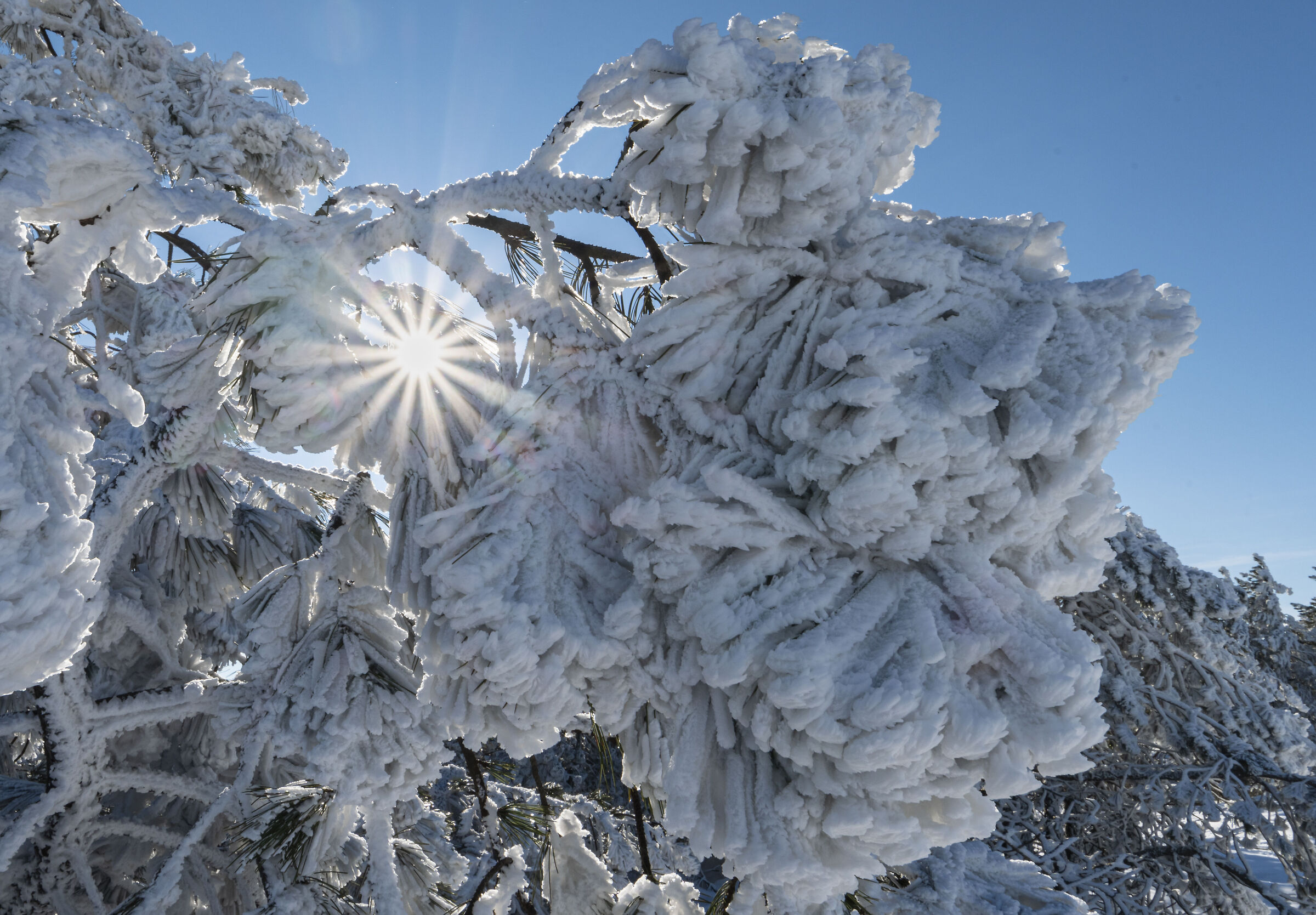 Galaverna con stella