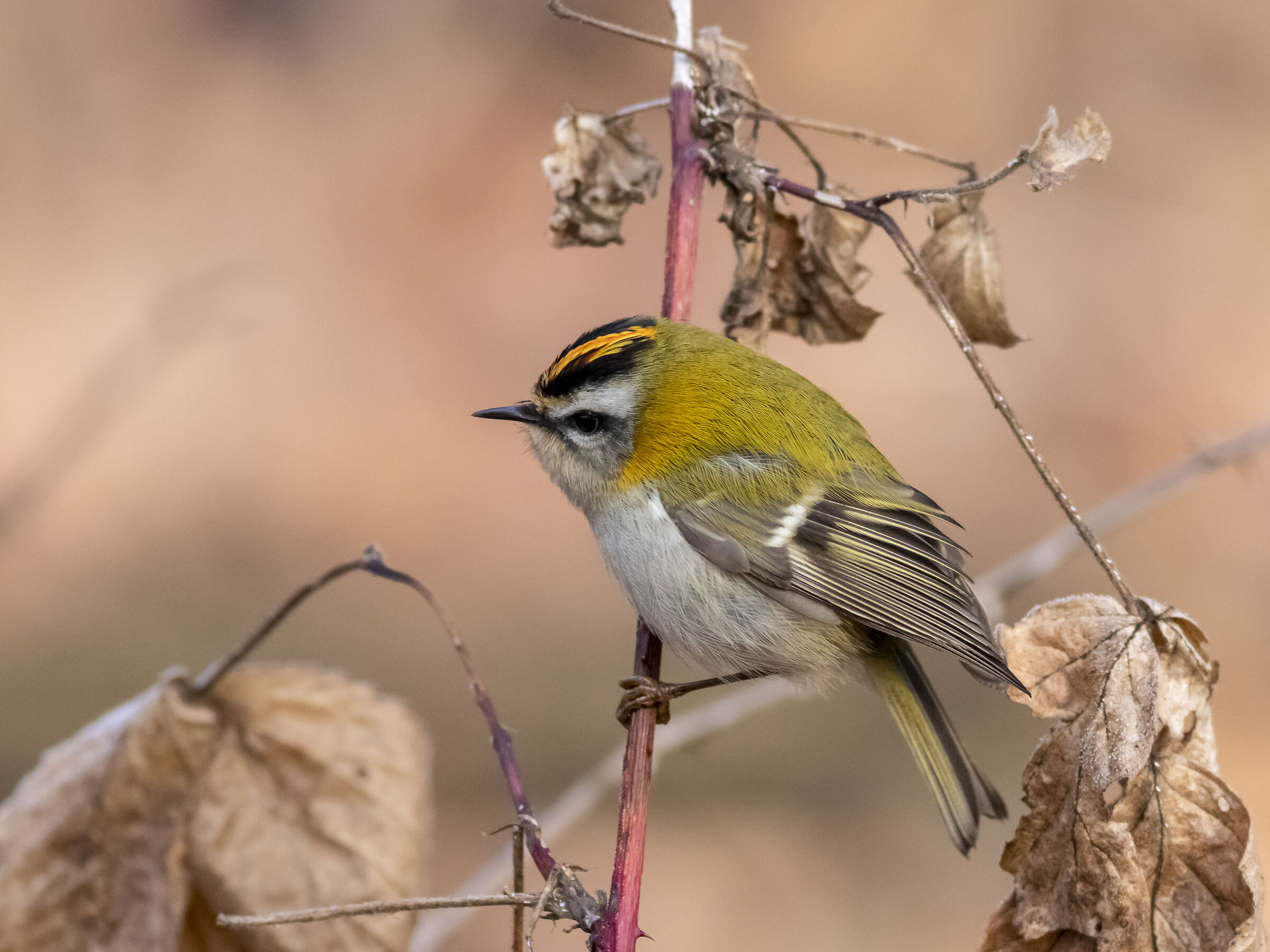 Fiorrancino - Wikipedia