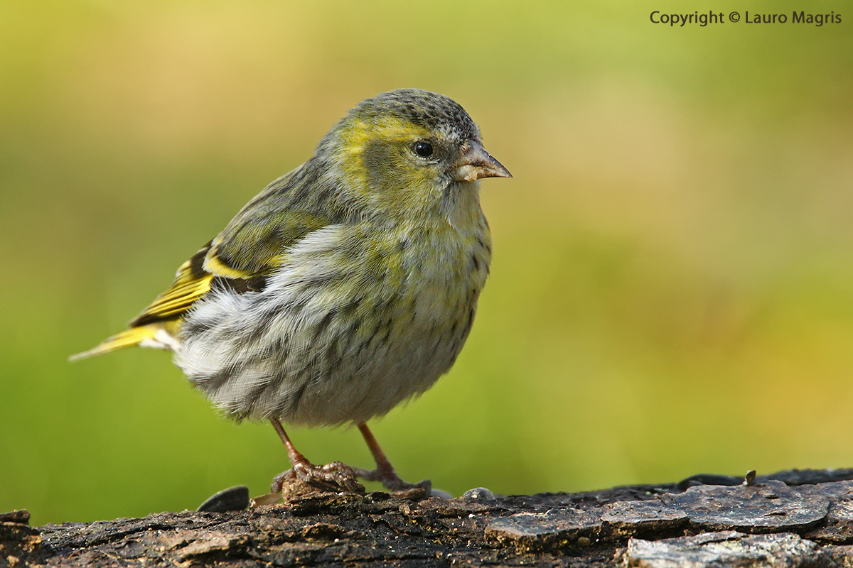 Siskin female
