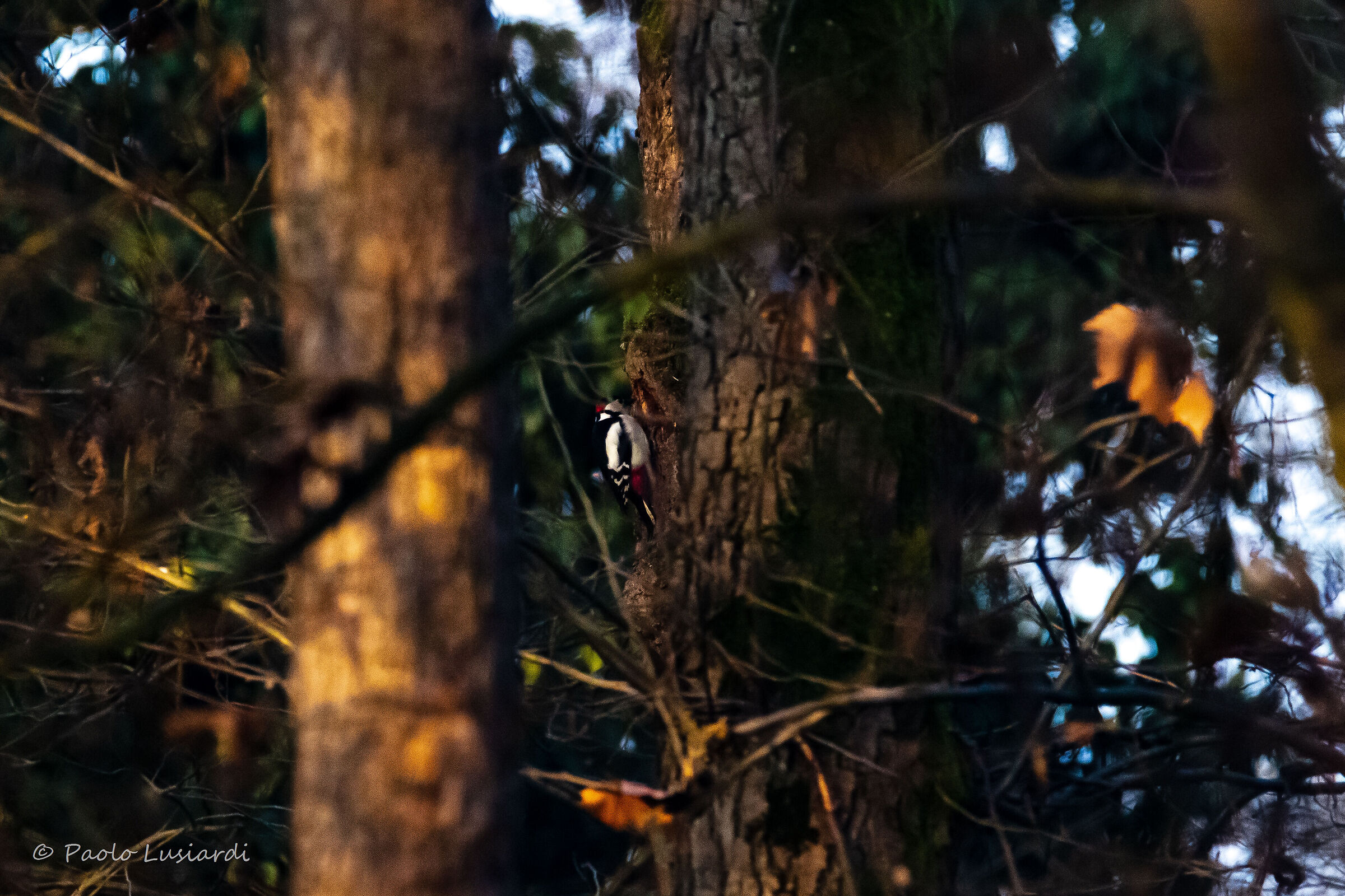 Red woodpecker