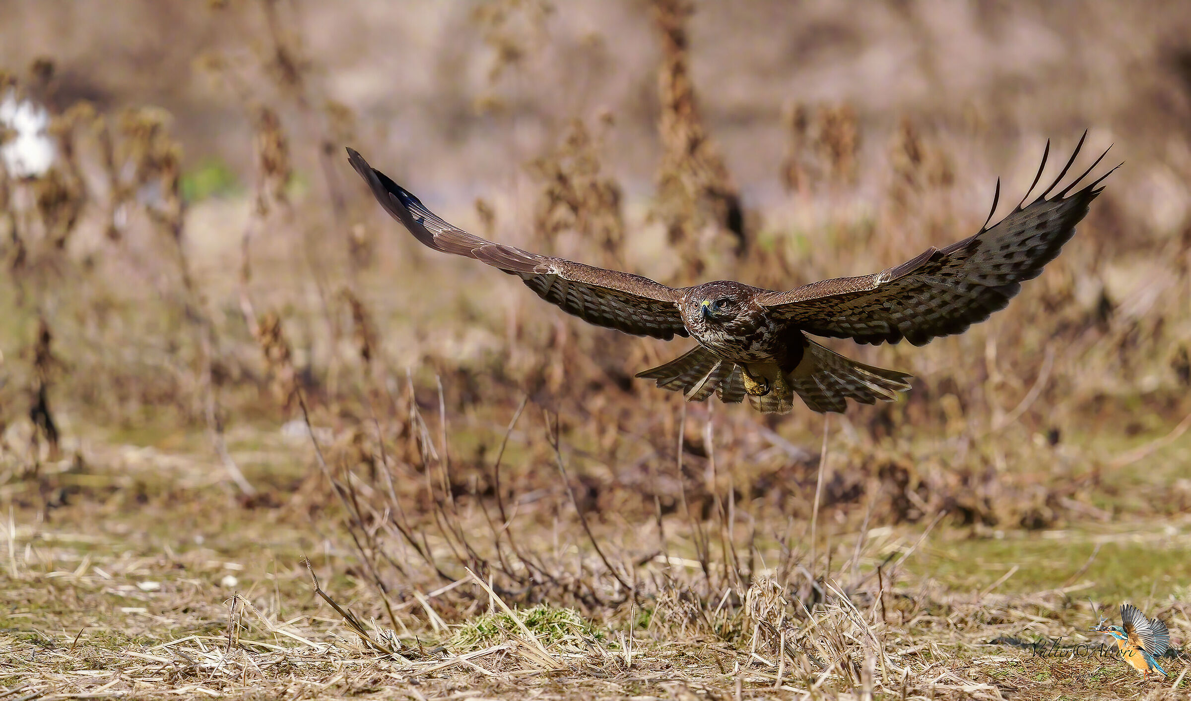 Poiana a volo radente