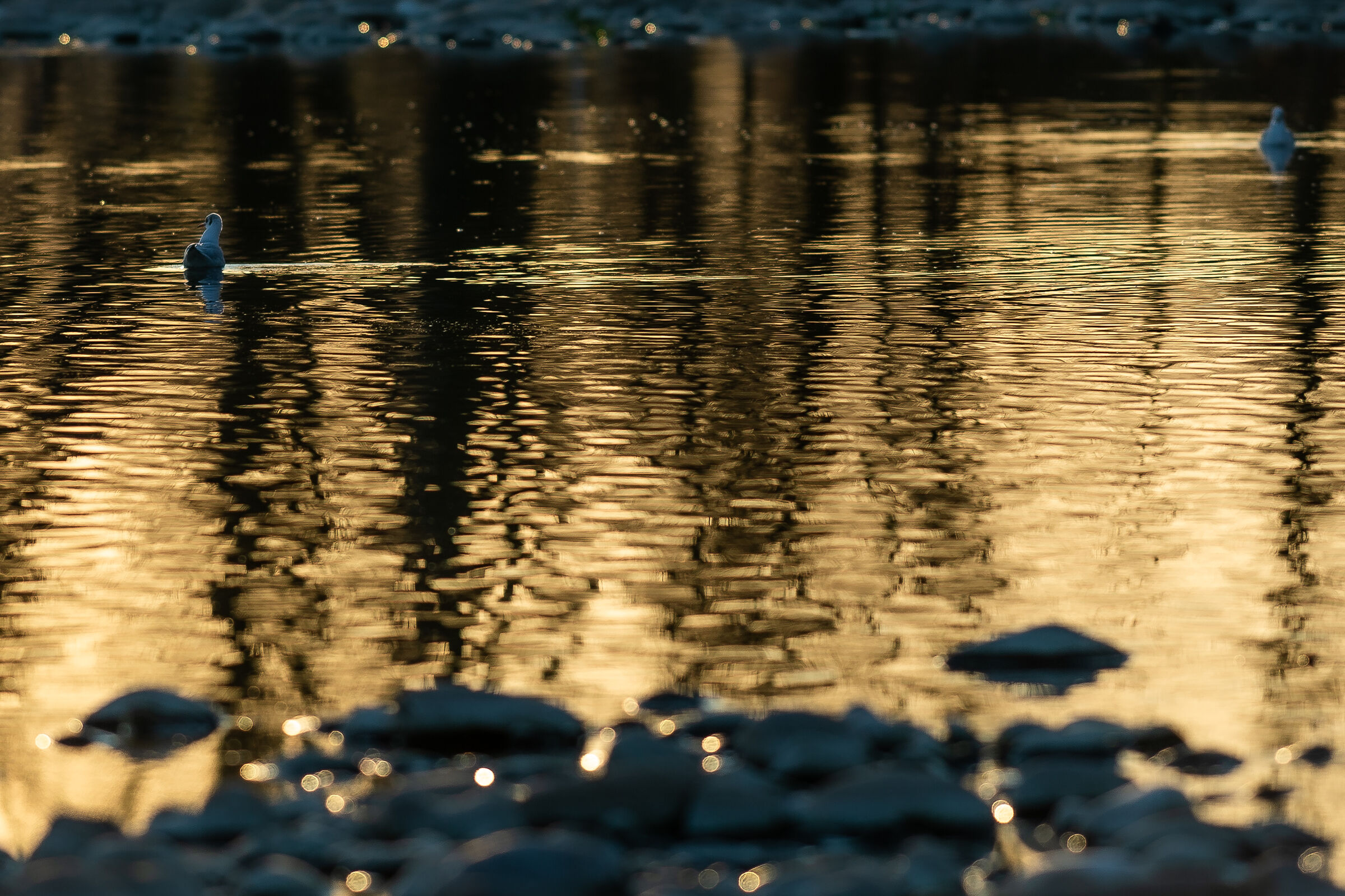 seagulls-river brembo