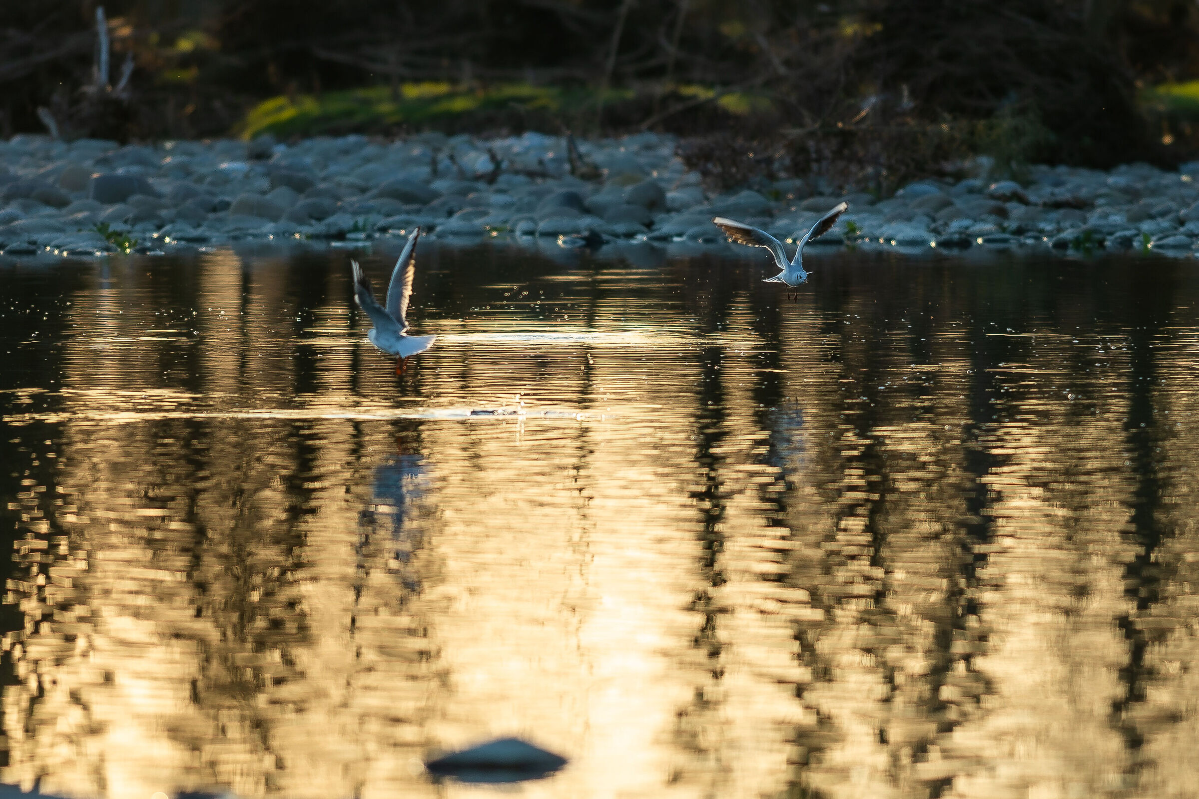 gabbiani-fiume brembo