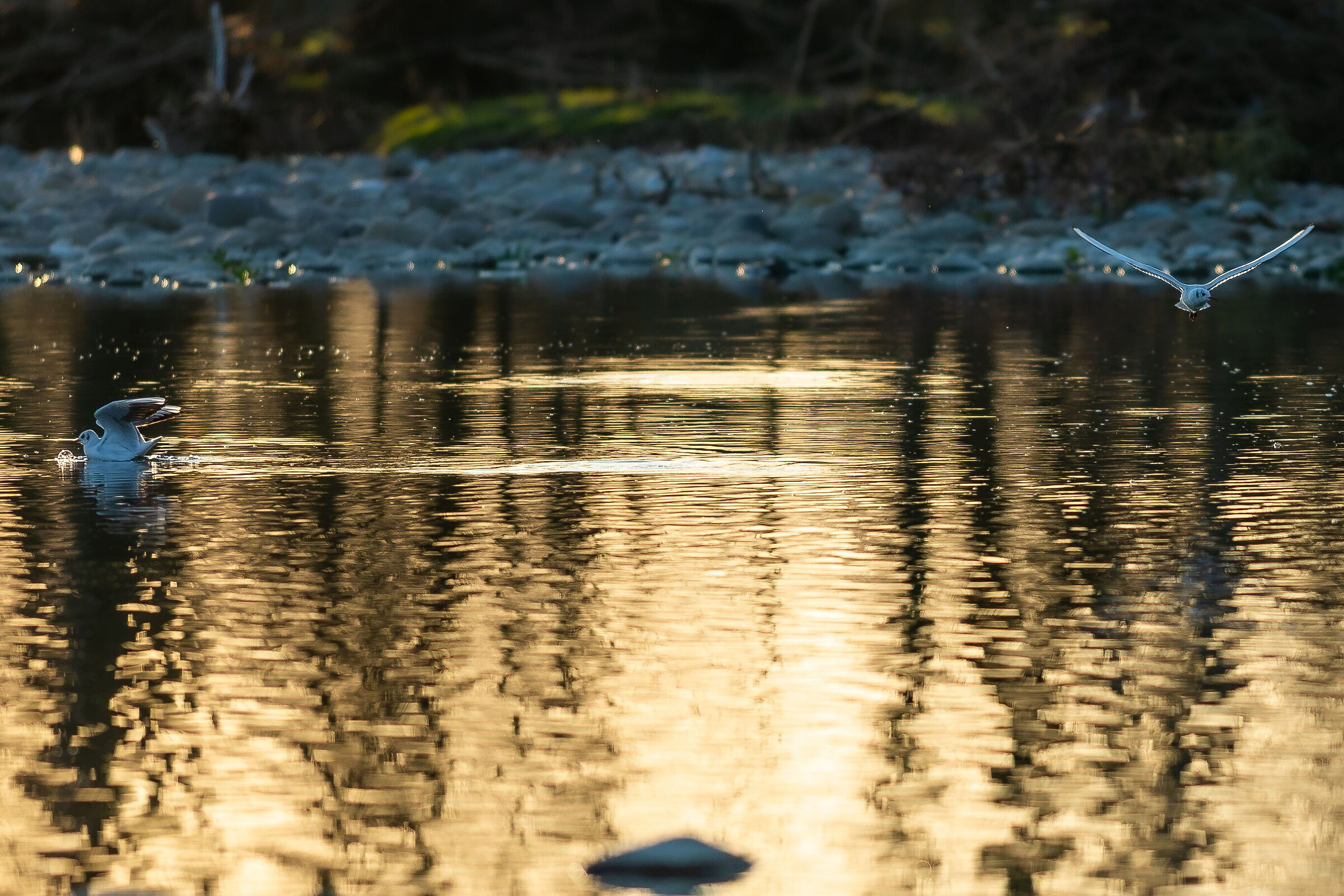 seagulls-river brembo