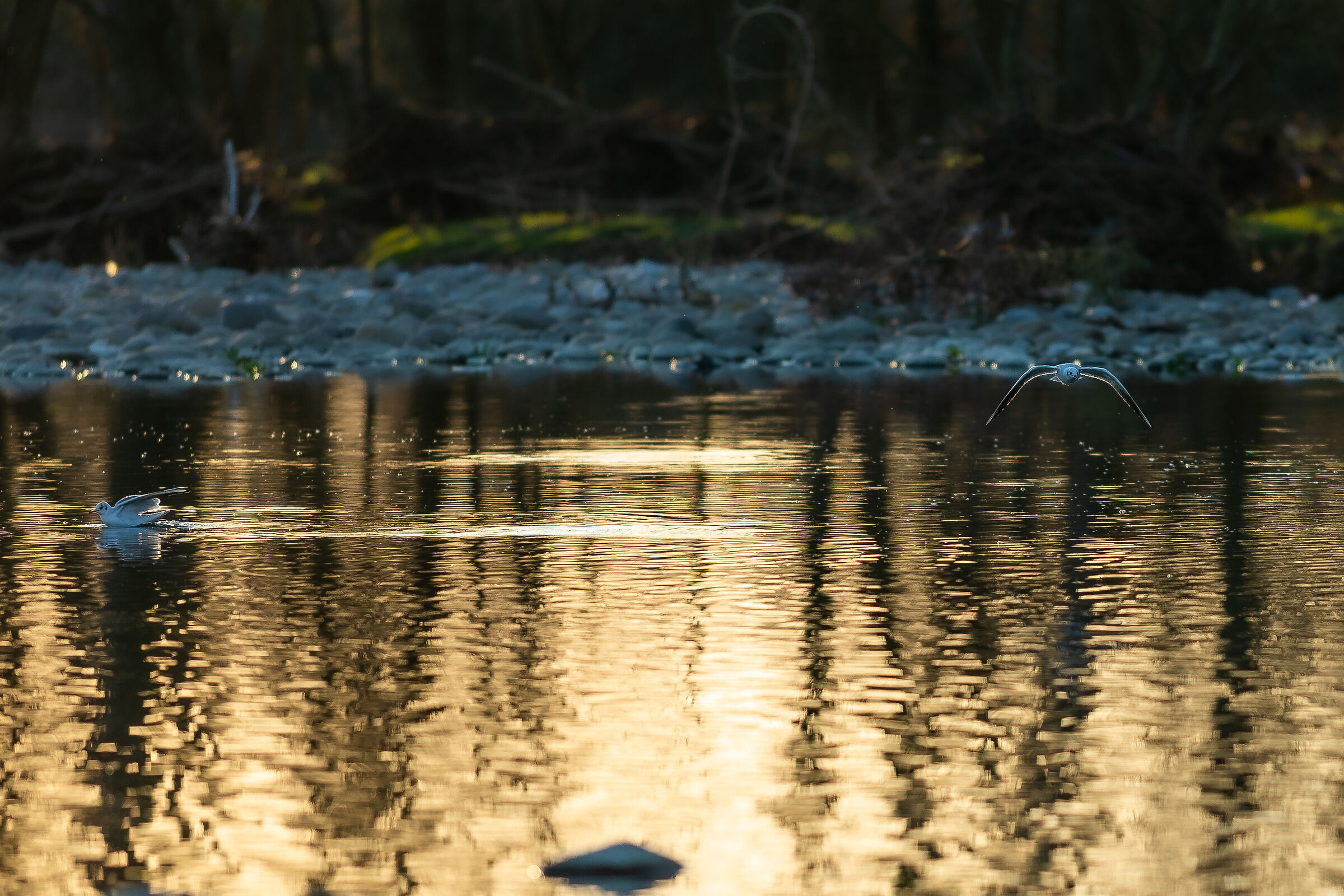 seagulls-river brembo