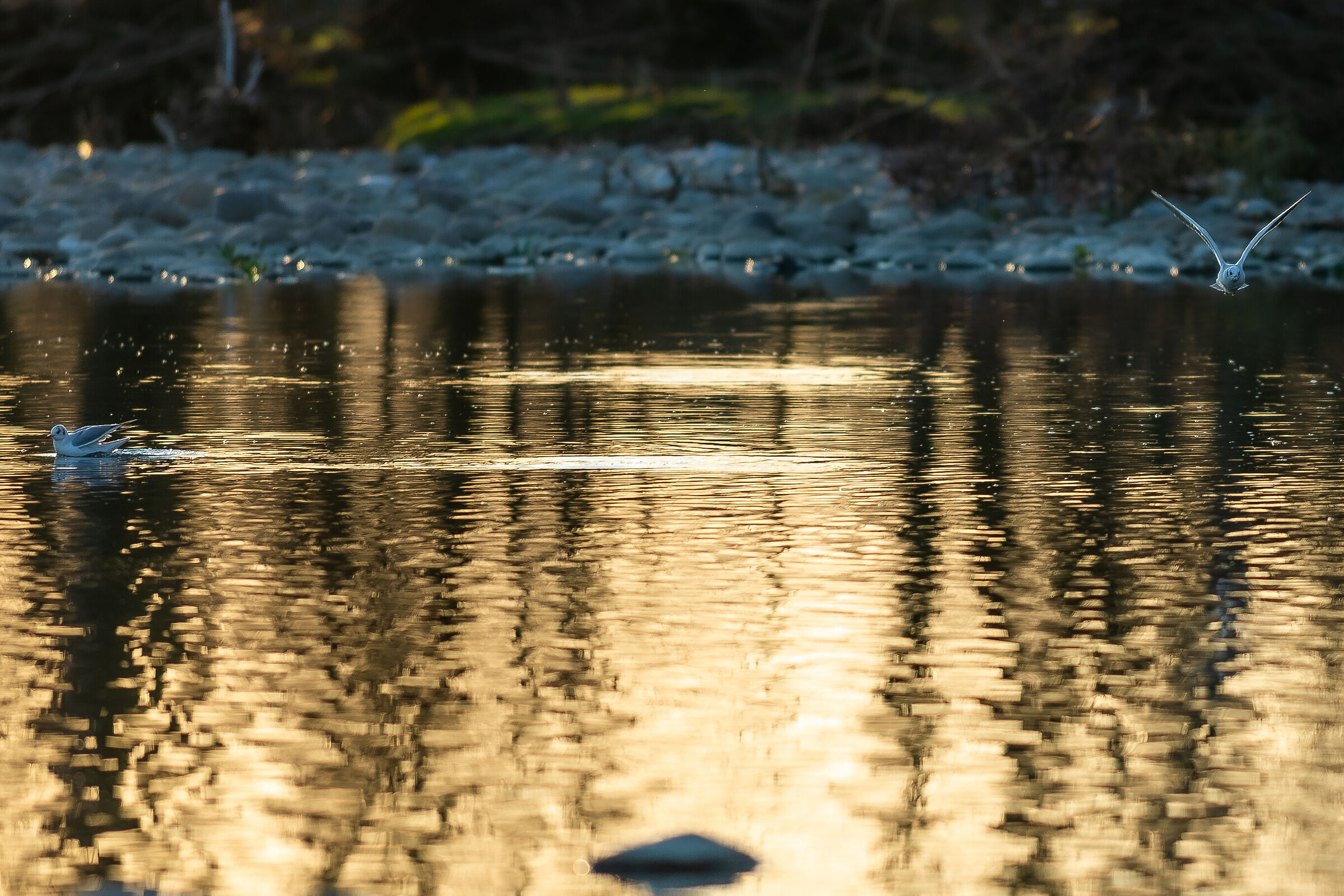 gabbiani-fiume brembo