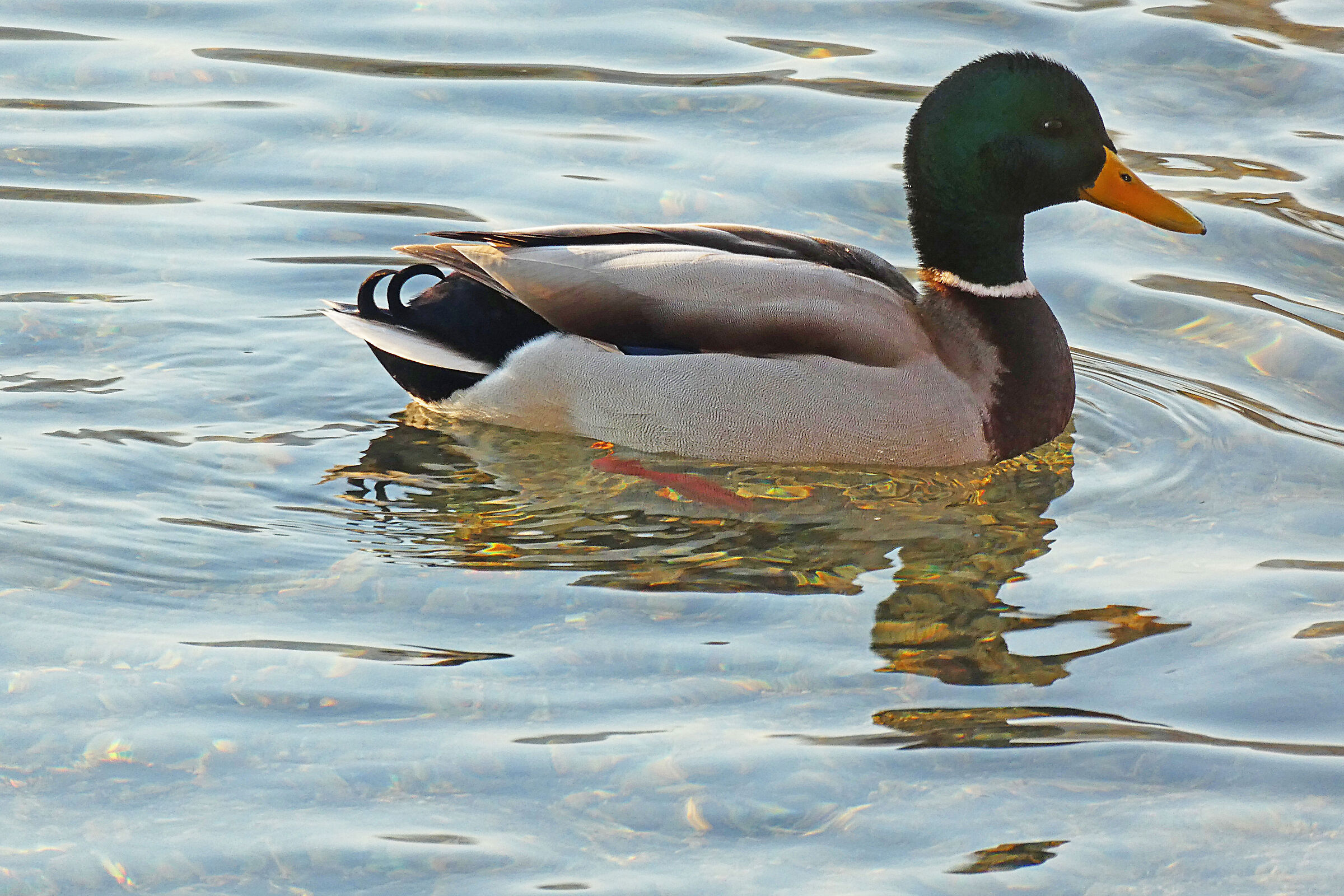 Germanus on golden reflections