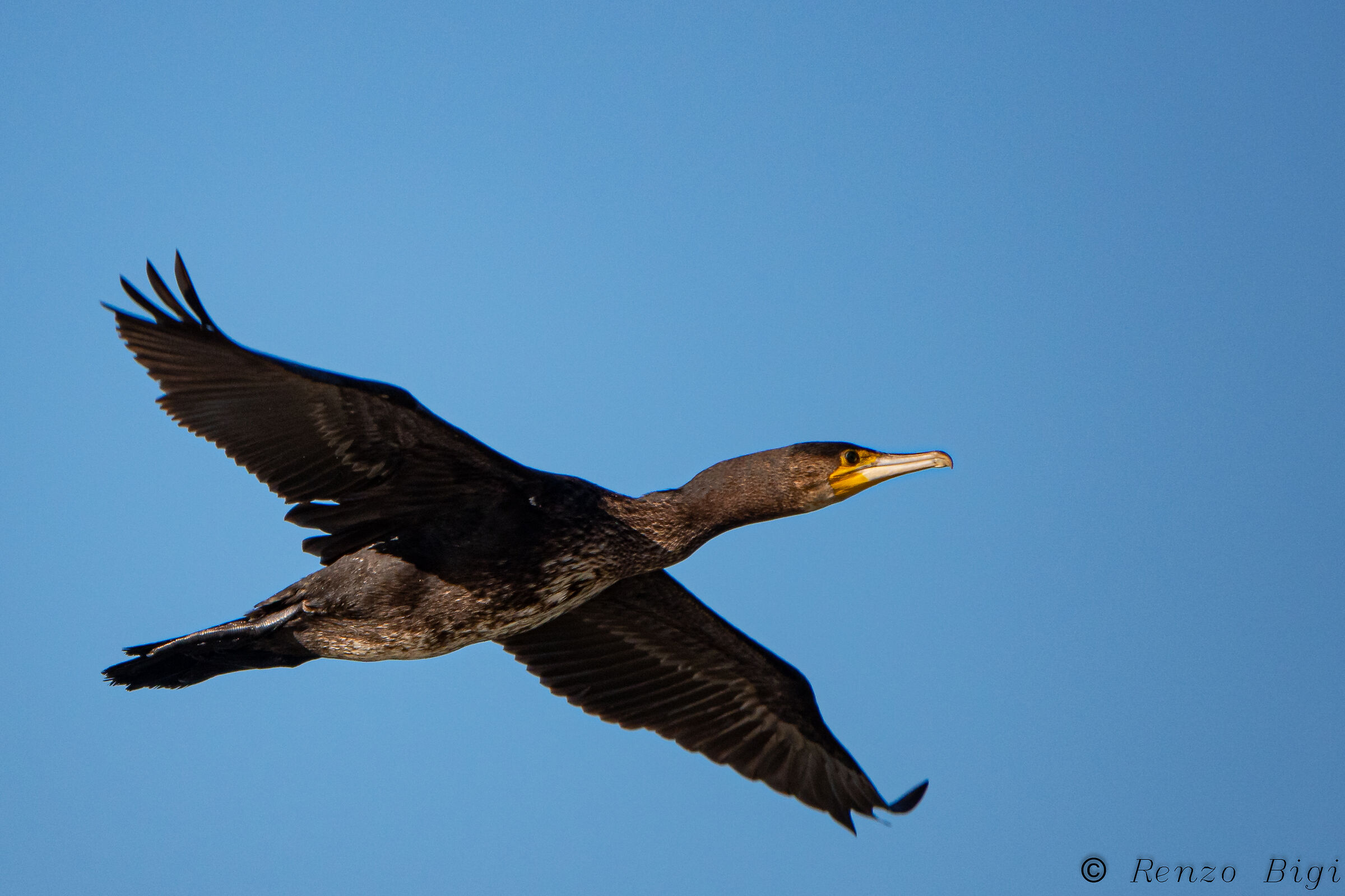 Cormorant