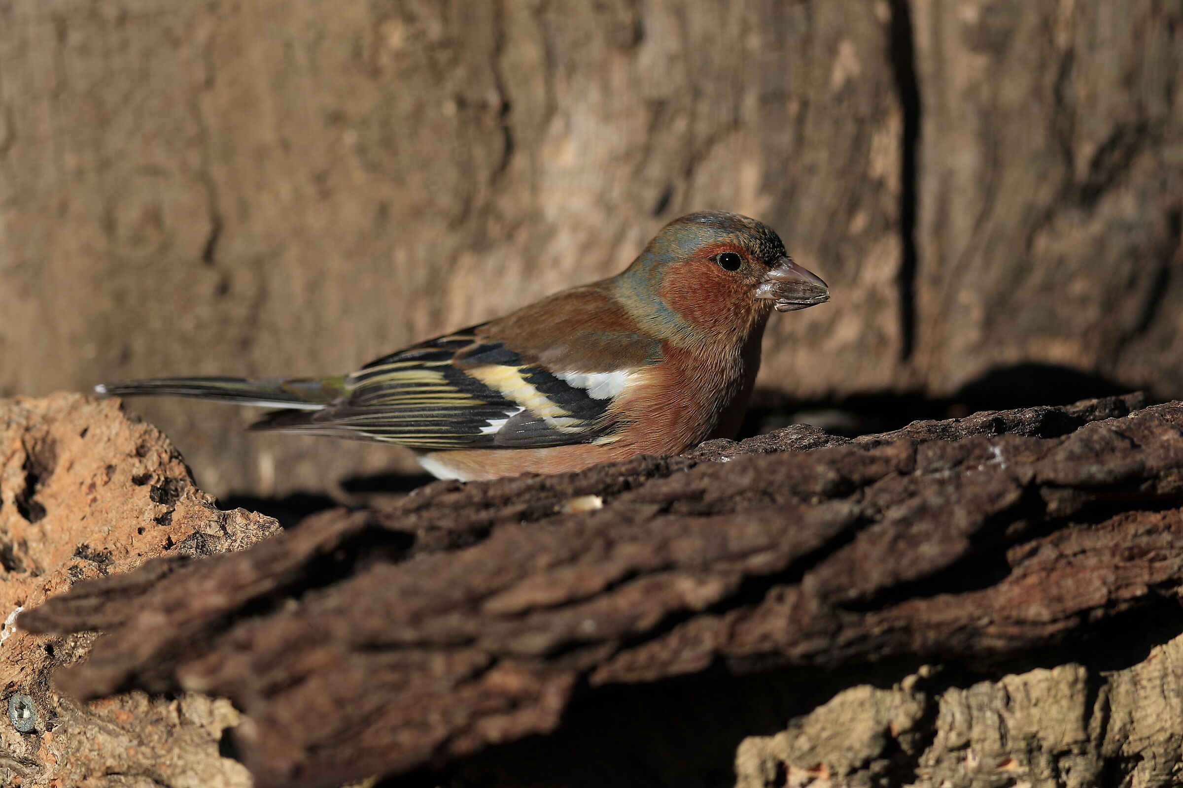 Common Chaffinch or Fringilla coelebs