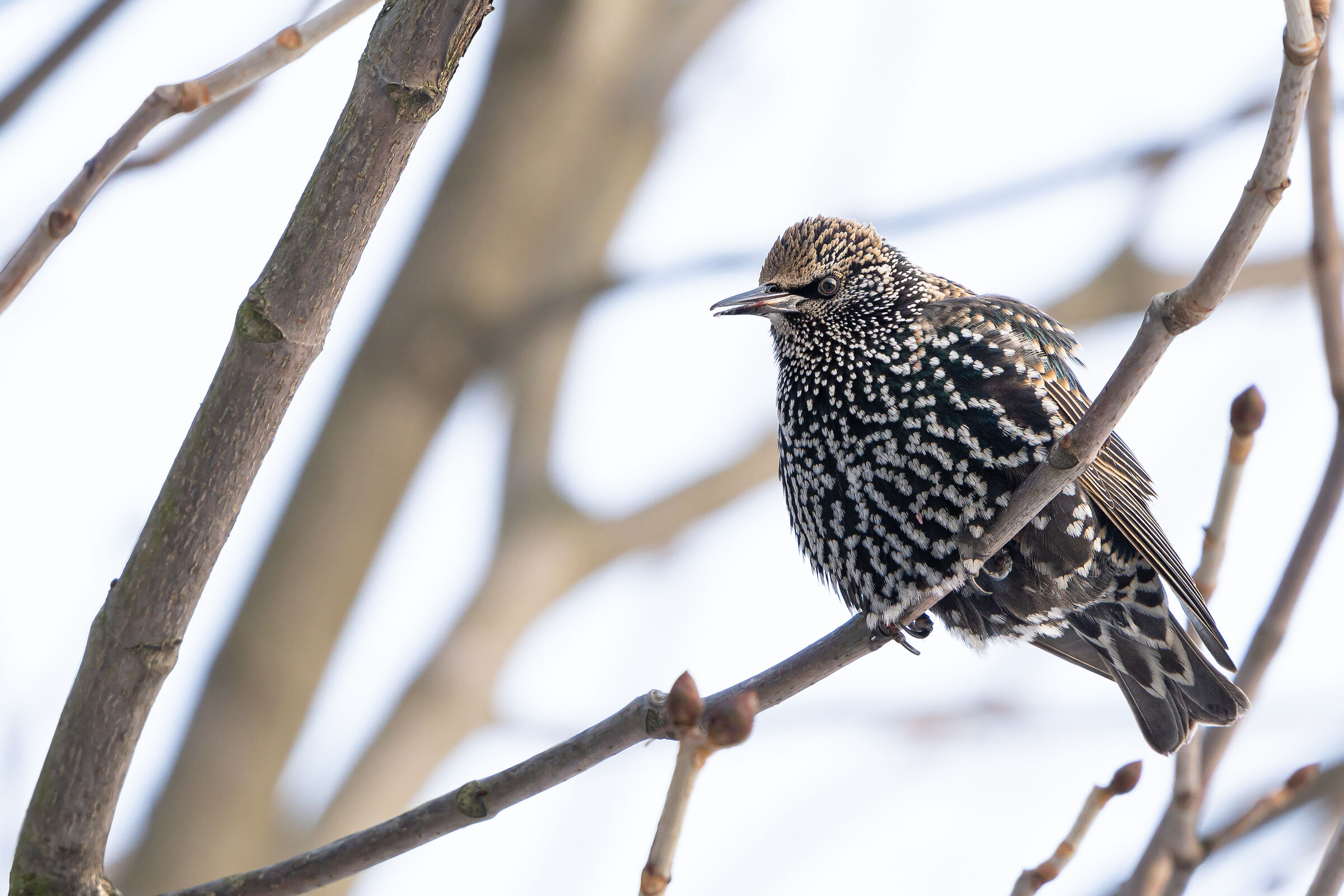 Common starling (Sturnus vulgaris)