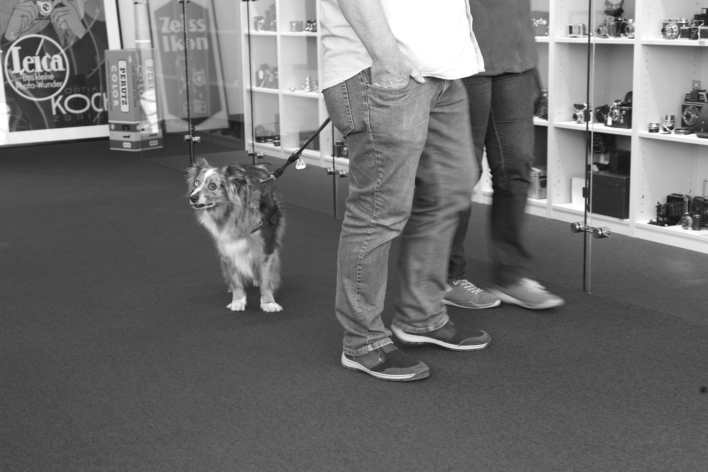 tribute to Elliott Erwitt at the Leica auction in Wetzlar