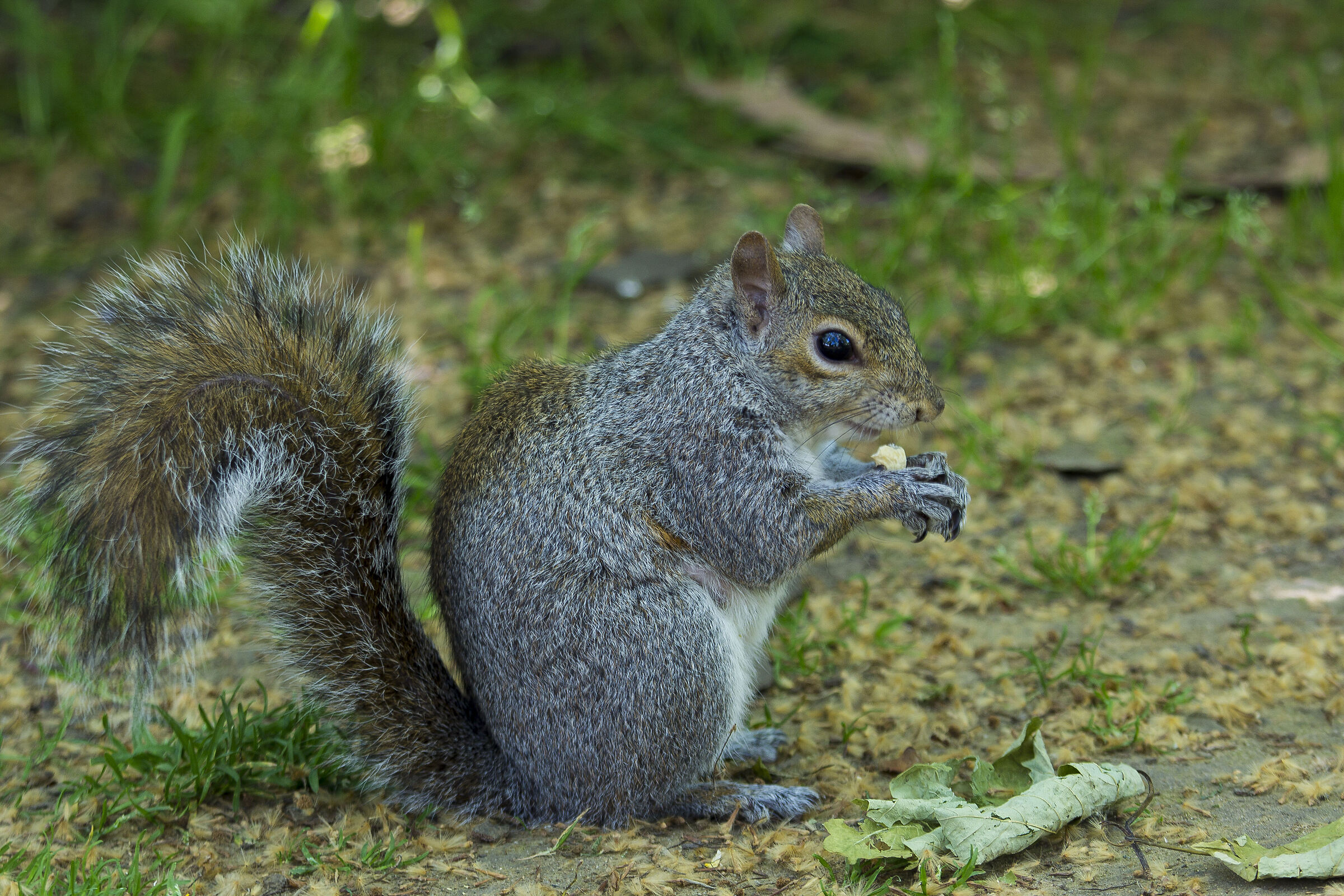 St James's Park inhabitant 01