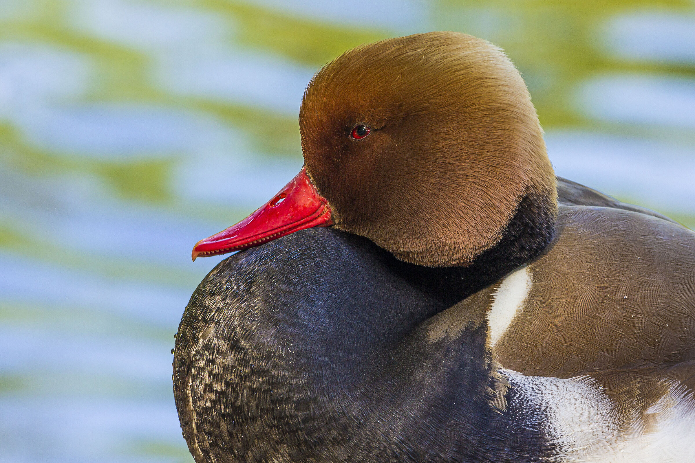 St James's Park inhabitant - Netta rufina