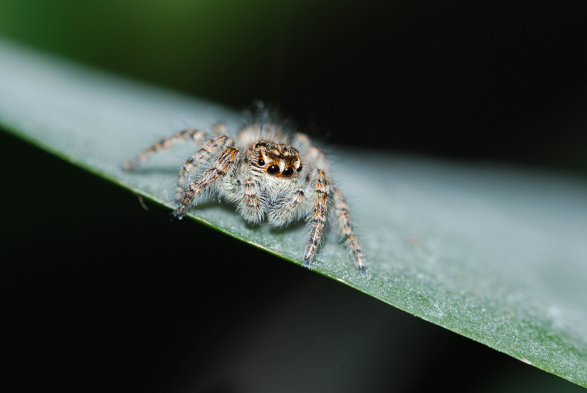 Jumping spider
