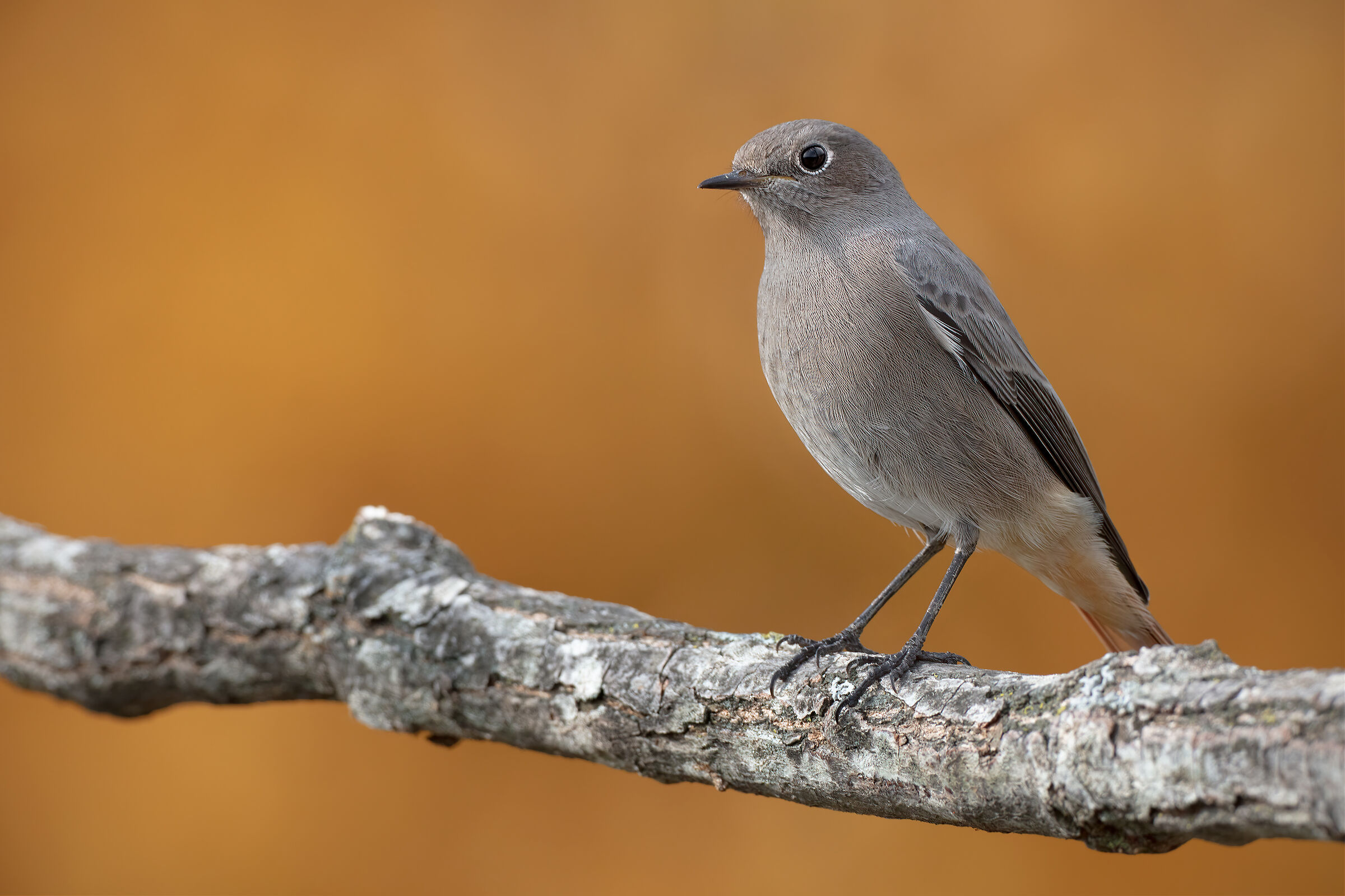Codirosso comune (f)