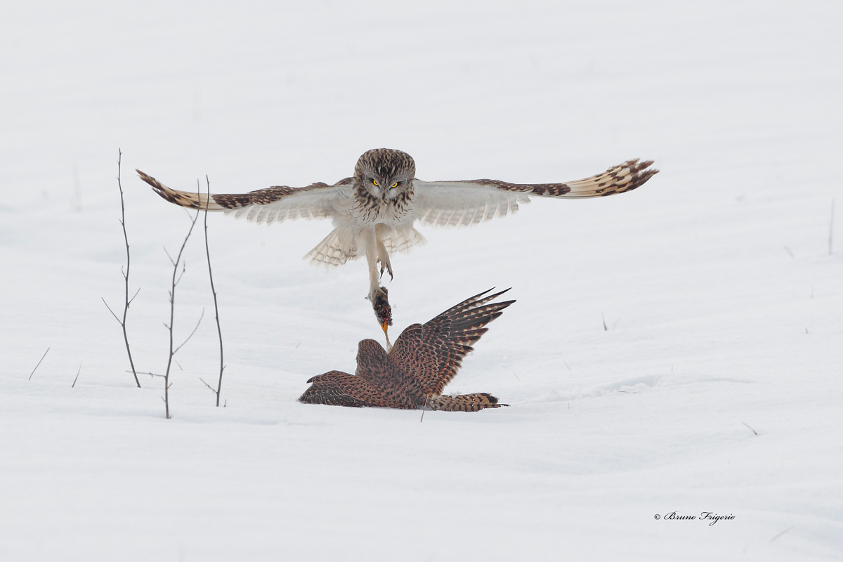 tug-eared owl and kestrel