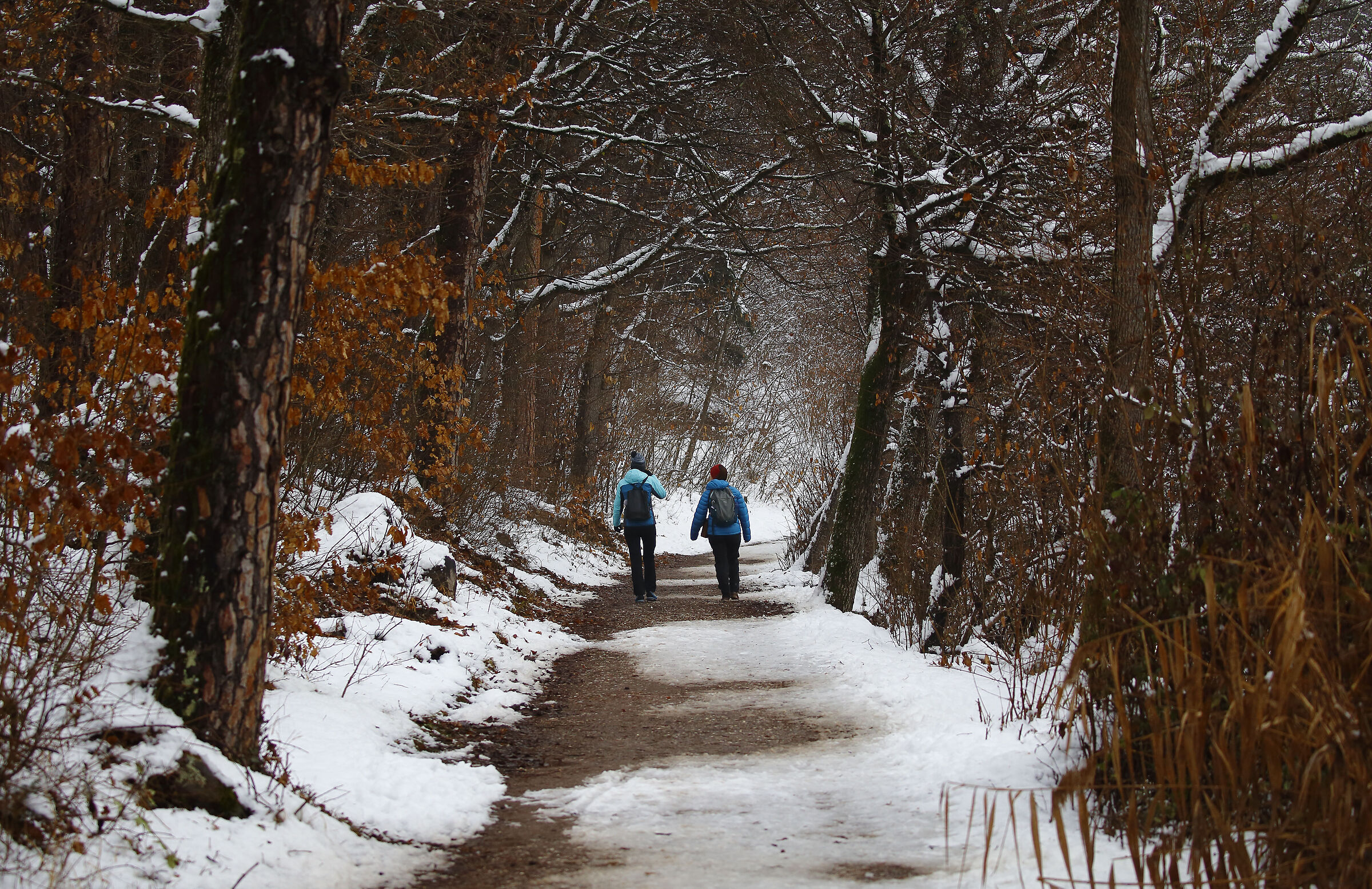 Walking in the woods