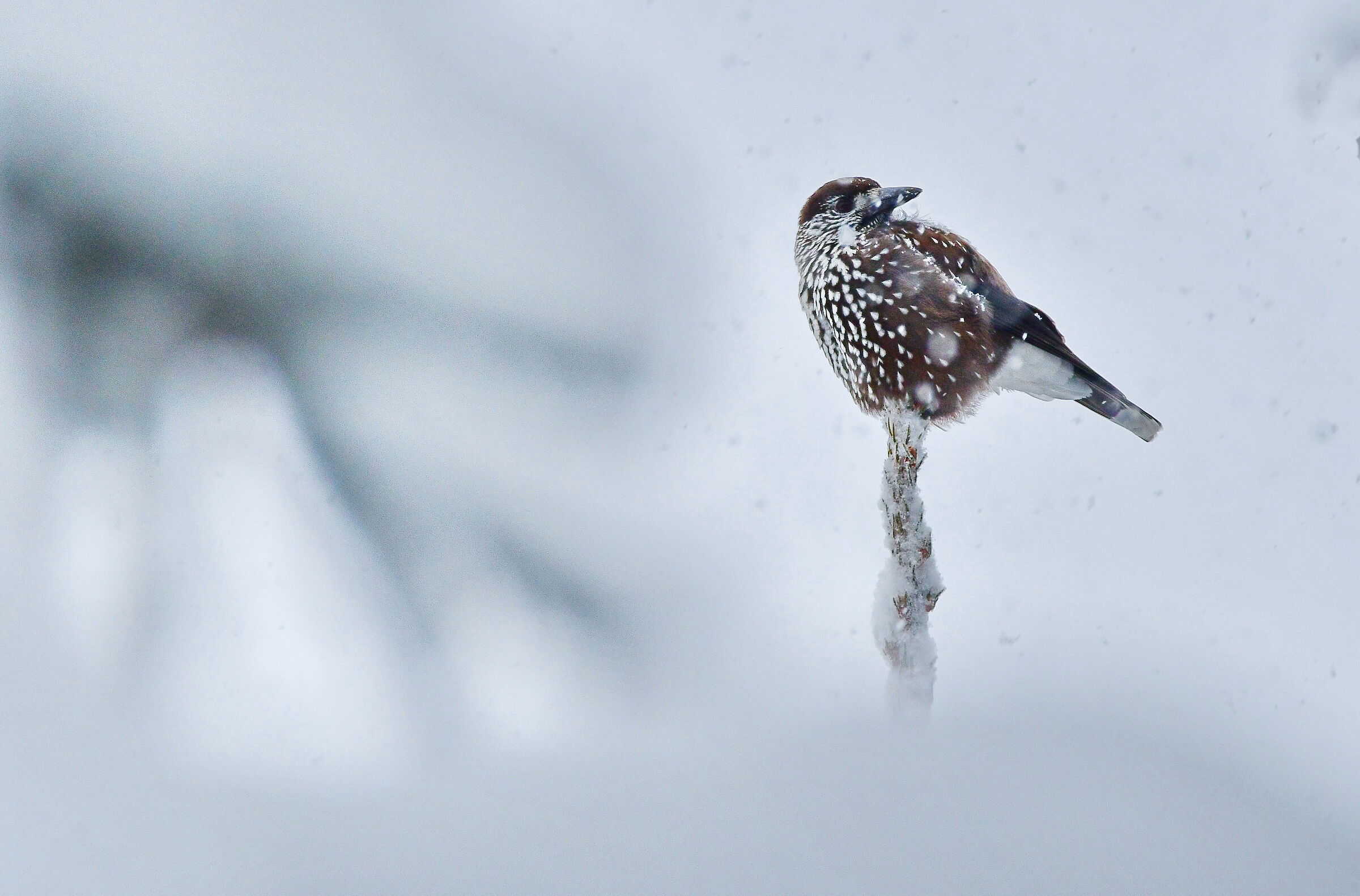 Nucifraga caryocatactes