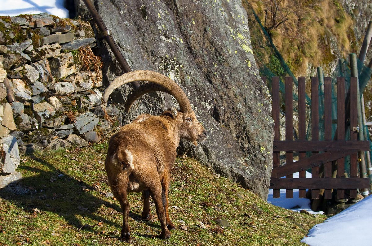 the oldest of the Seriana