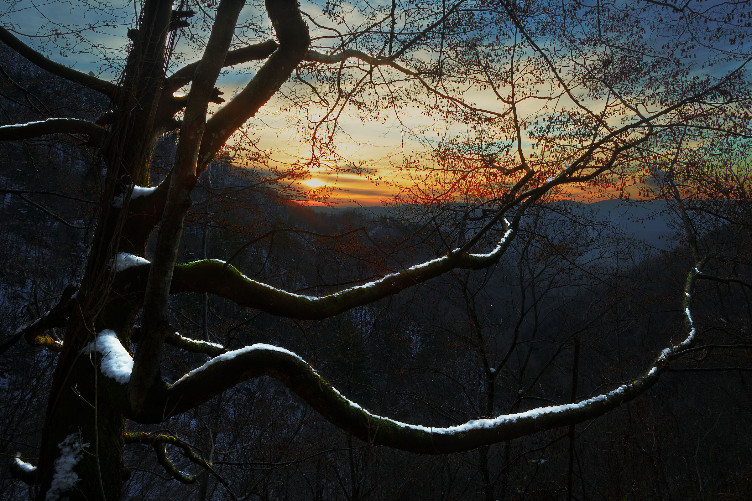 Snowy tree branches v2