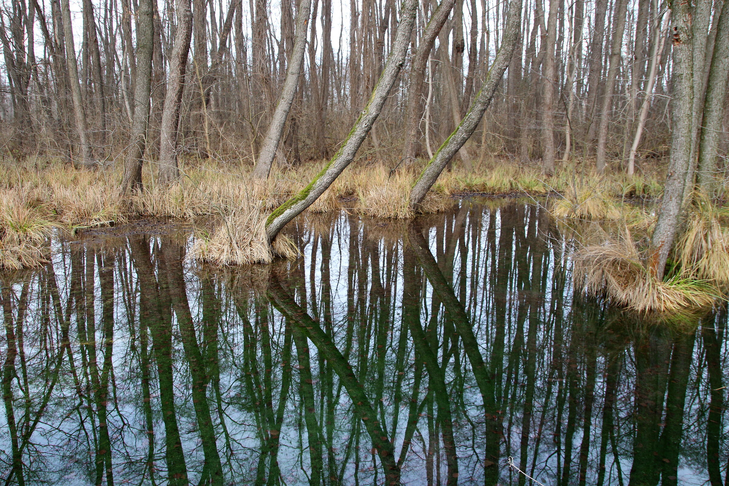 nature