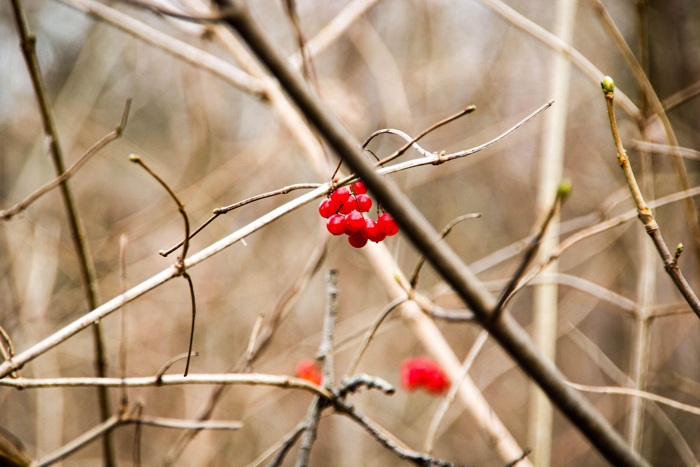 nature