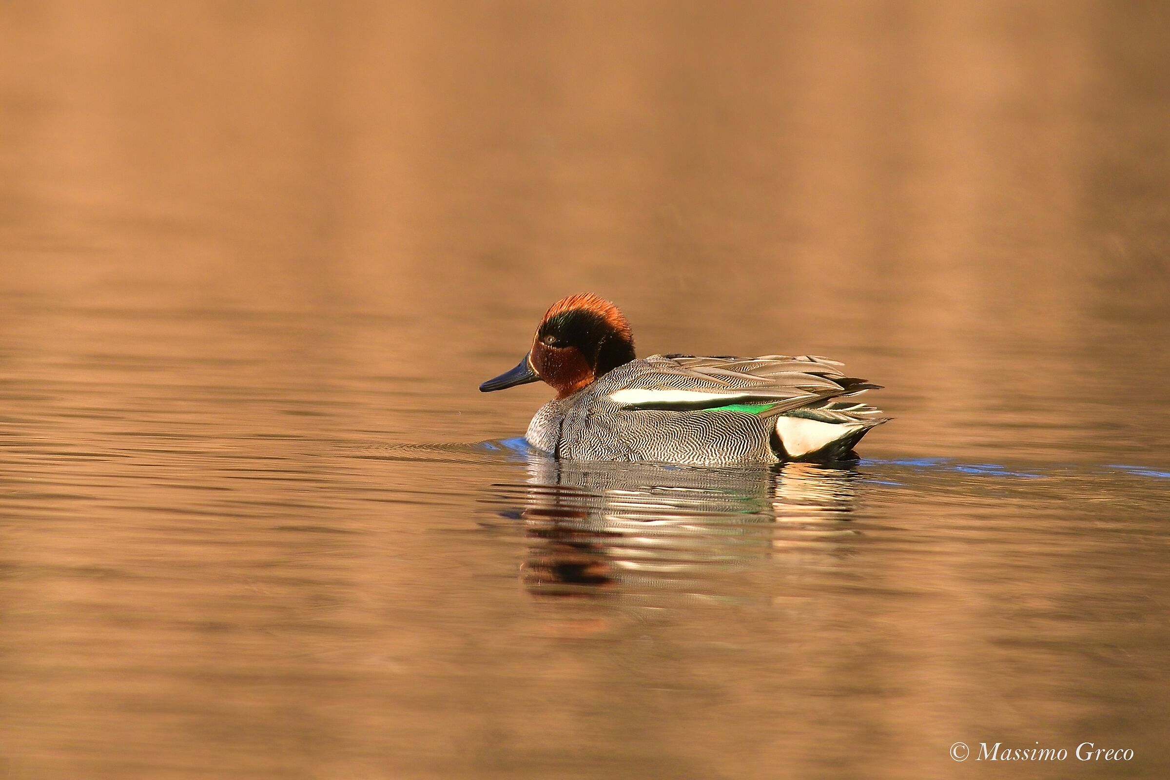 Red Sunrise with Alzavola (Anas crecca)
