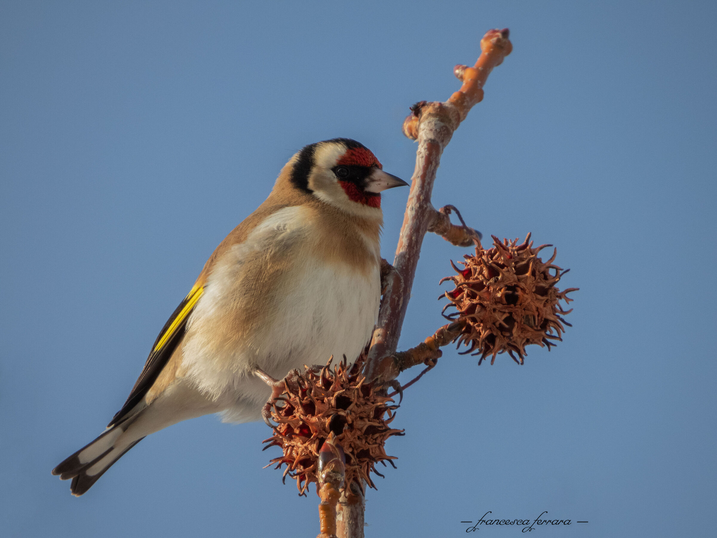 Cardellino (Carduelis Carduelis)_2