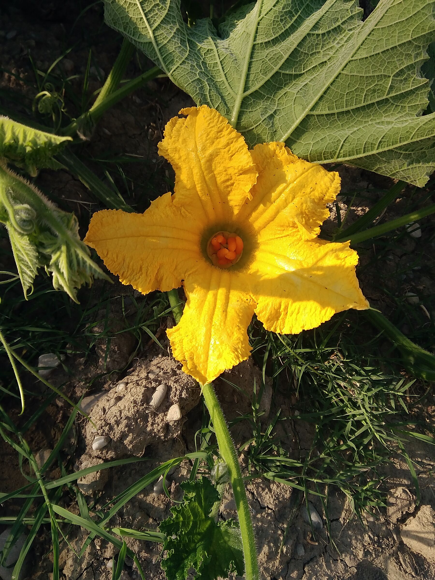 Fiore di zucca napoletana