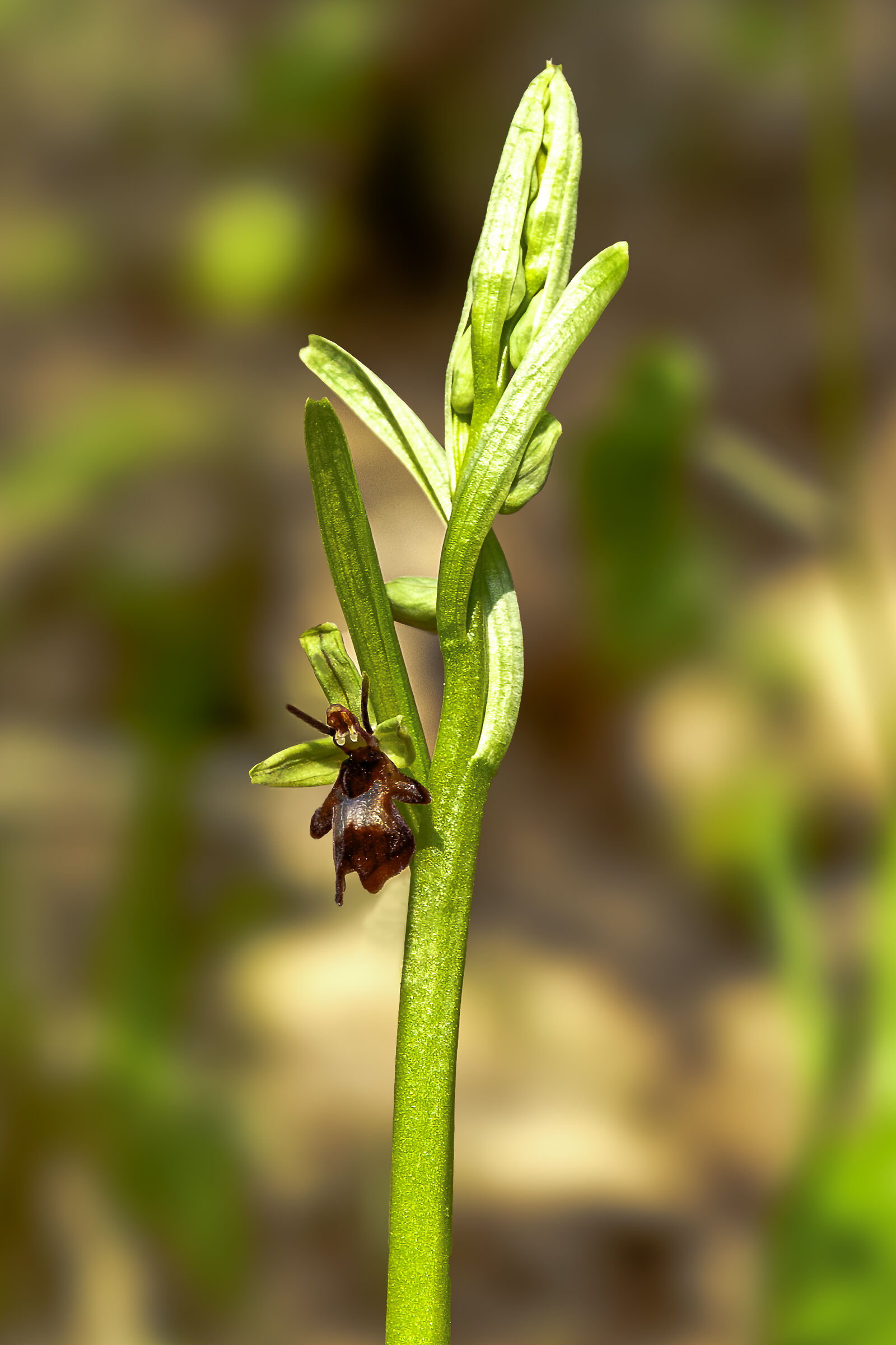 Ophrys insectifera