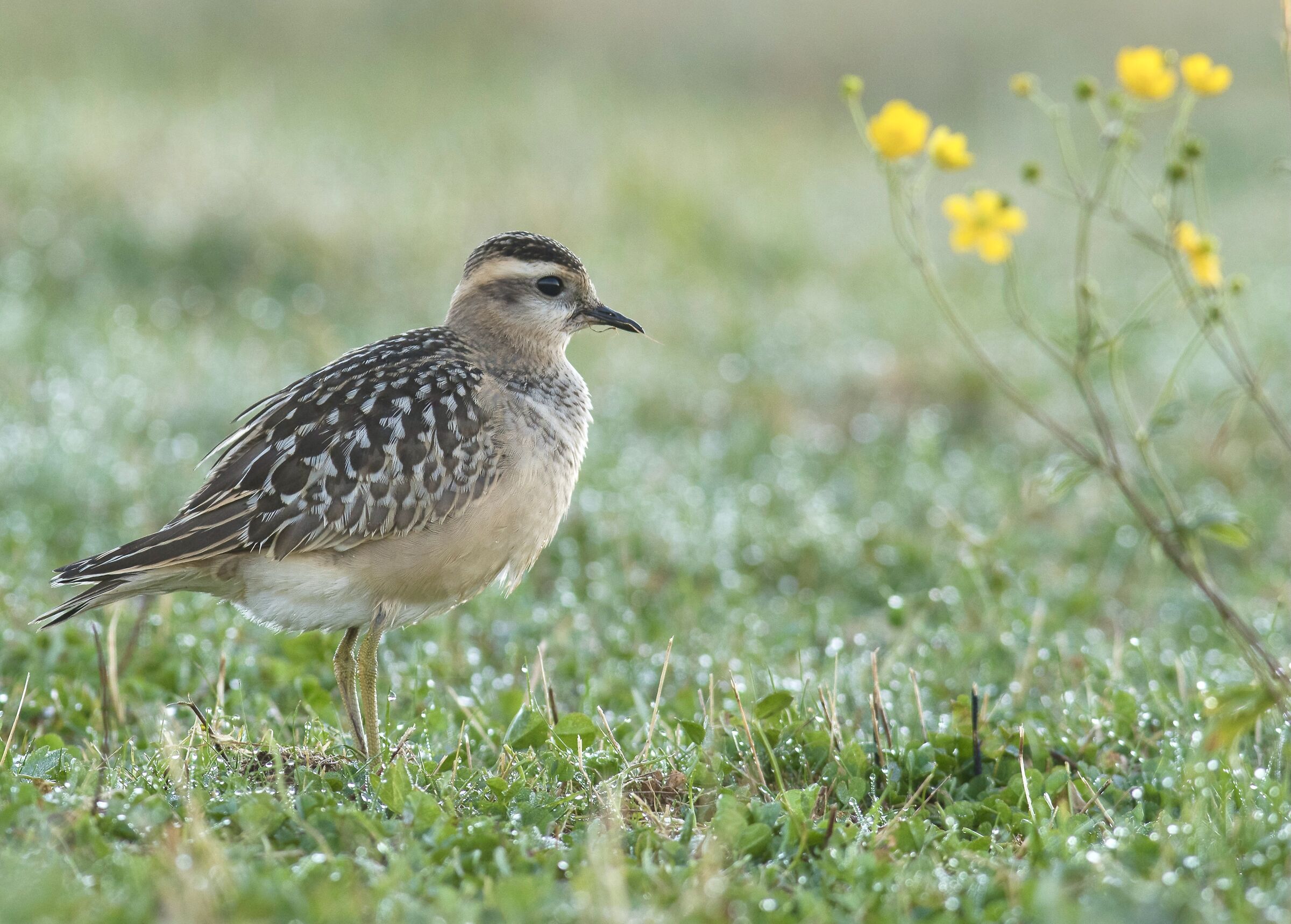 Tortoline plover