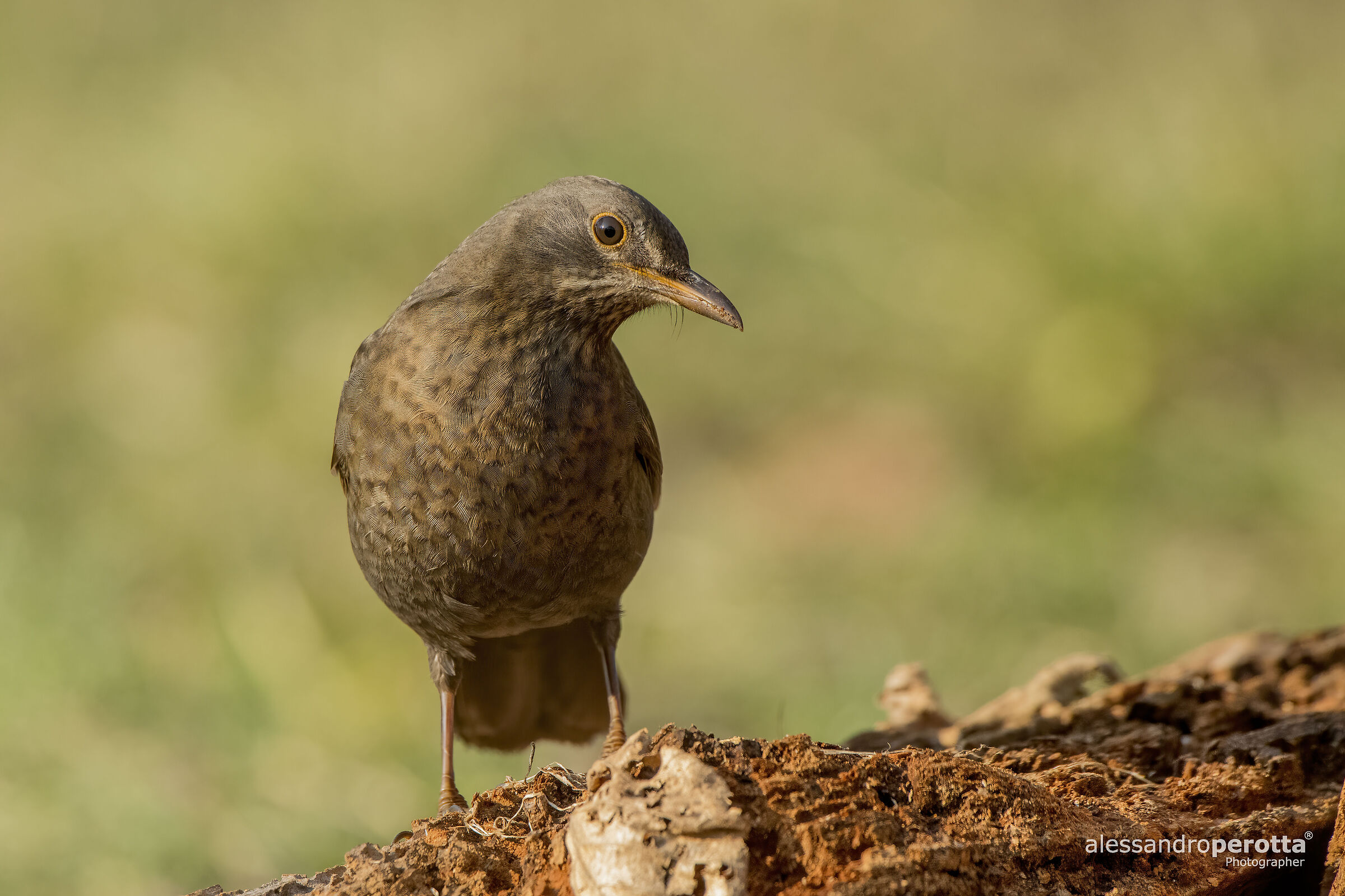 Merula turdus