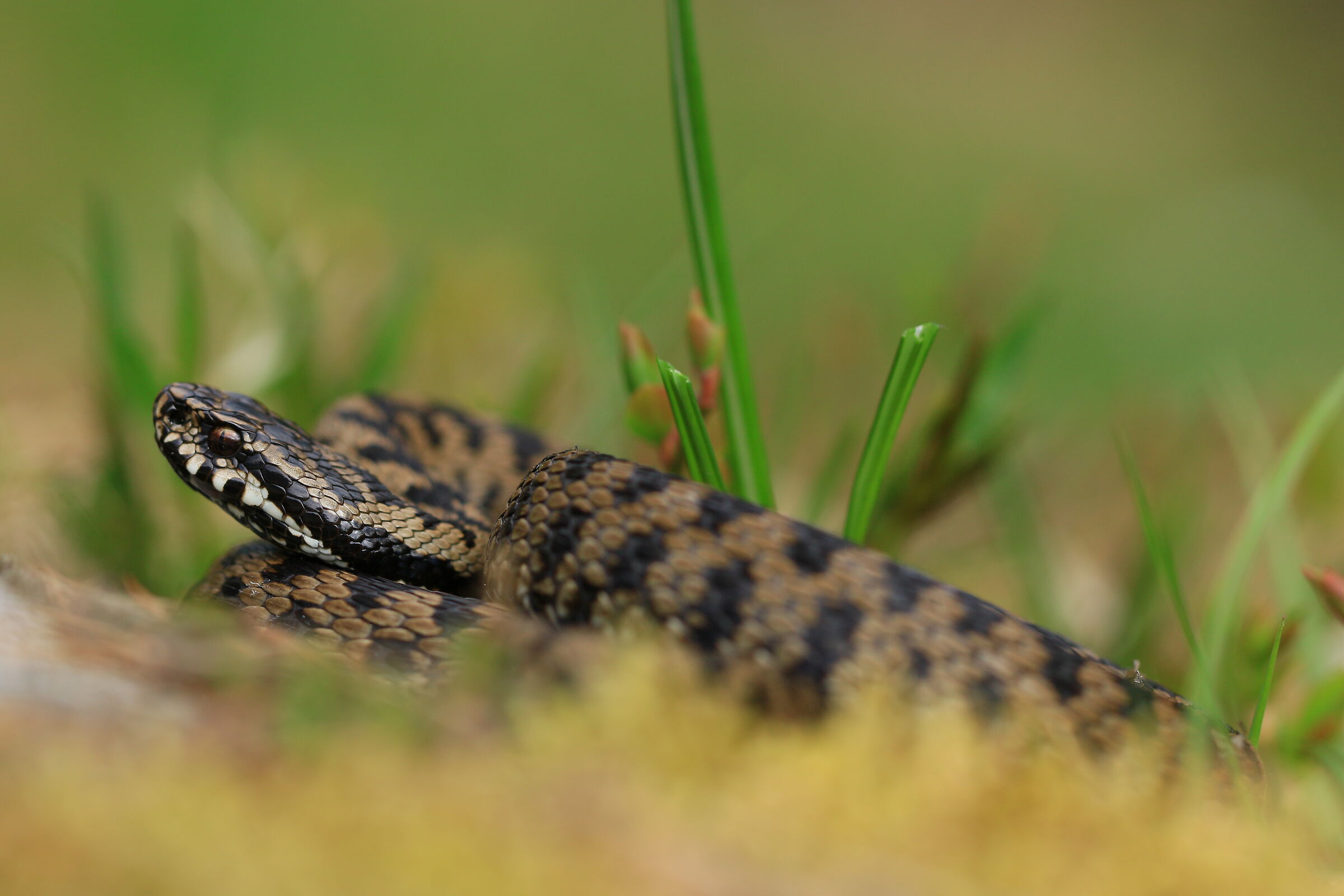 Vipera berus berus, maschio, 1450m