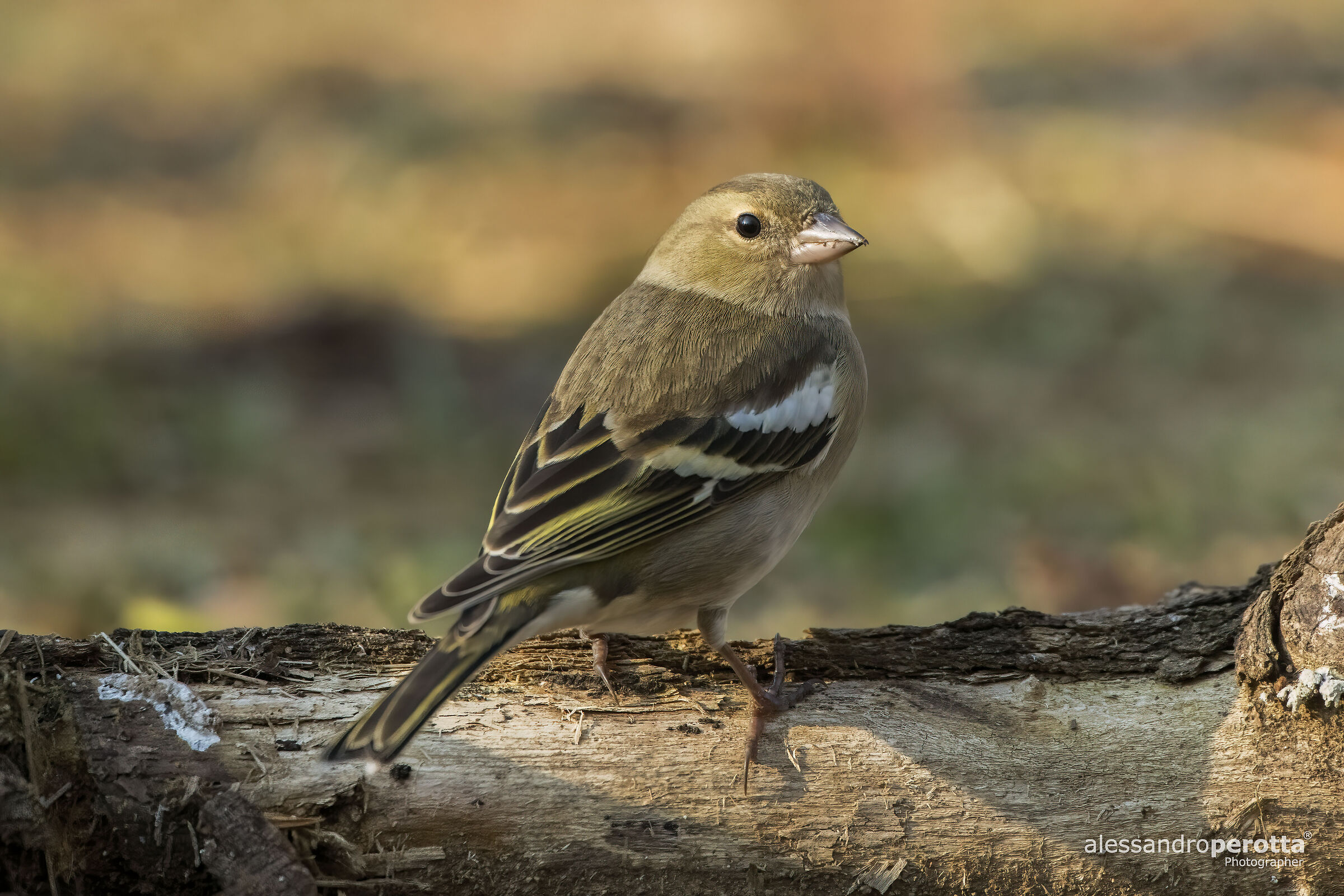 Coelebs's fringilla